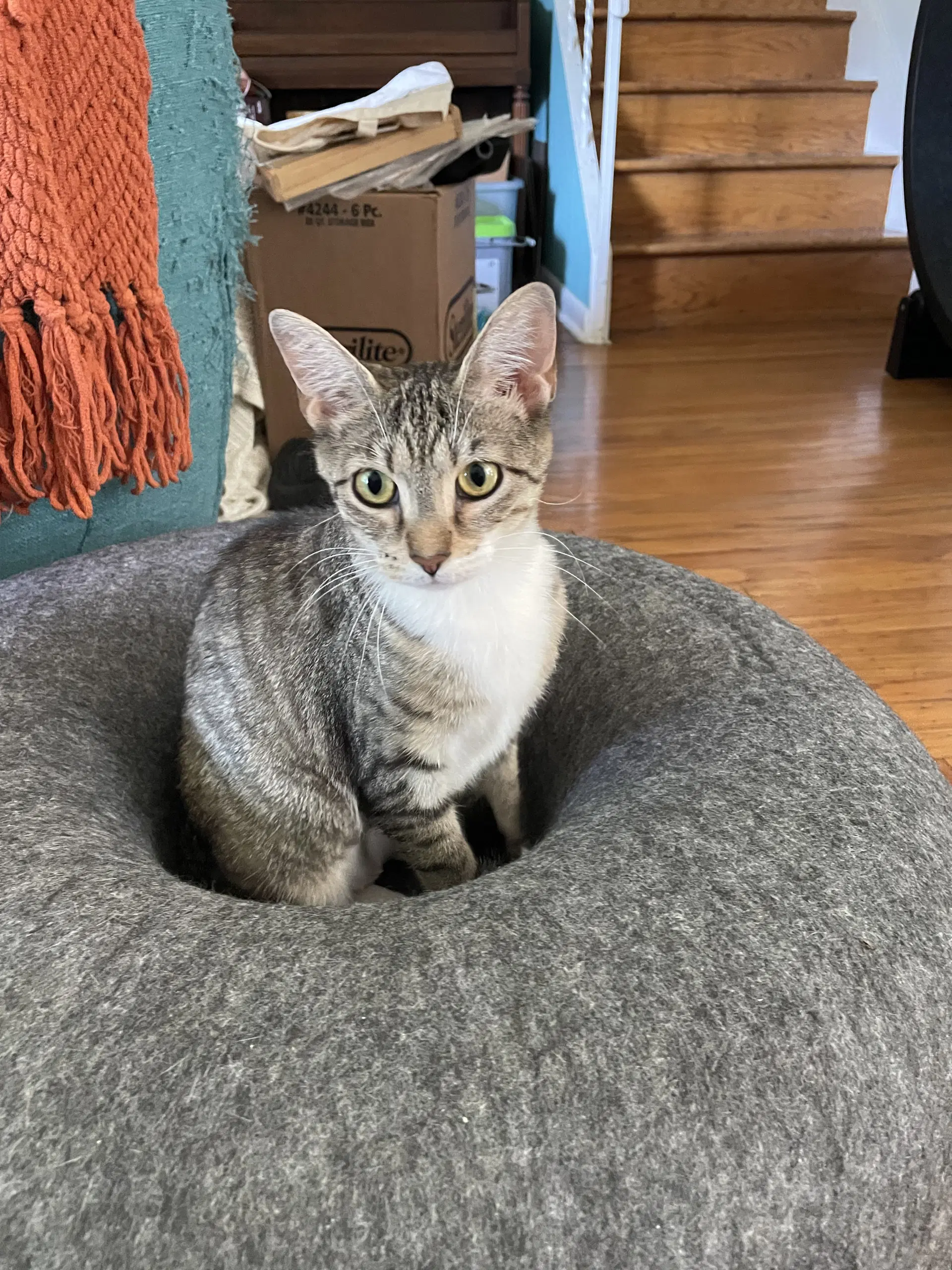 Alina - Domestic Short Hair