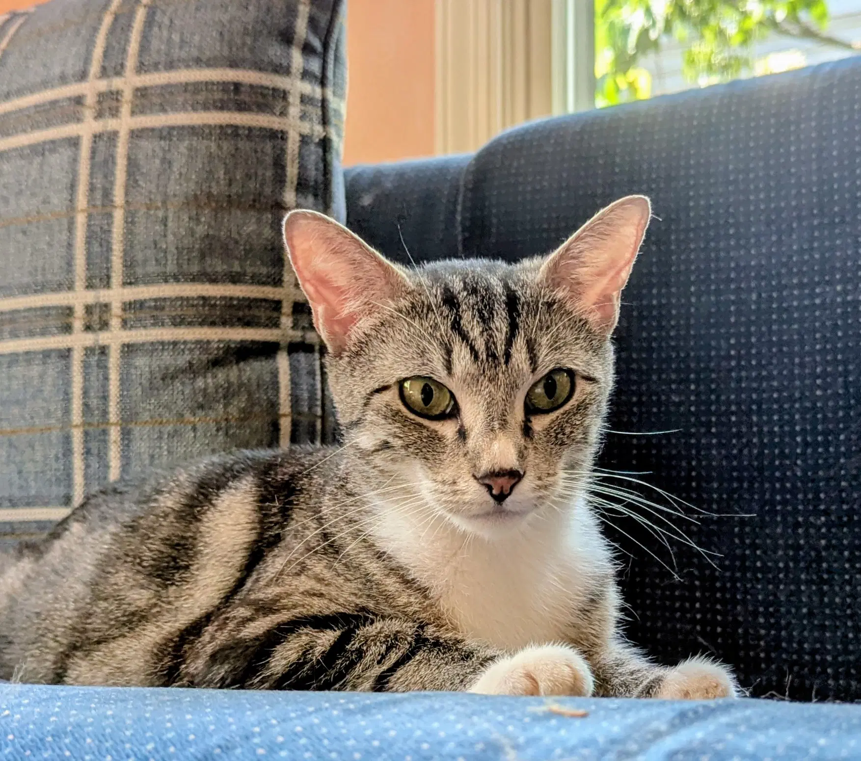 Mama Tracy - Domestic Short Hair