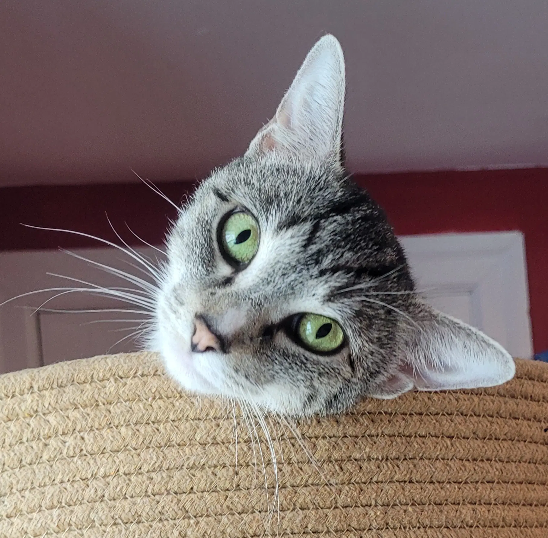 Mama Tracy - Domestic Short Hair