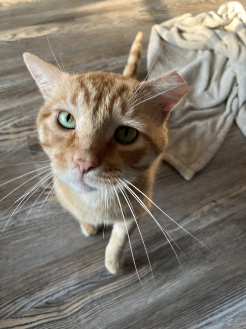 picture of the cat needing adoption