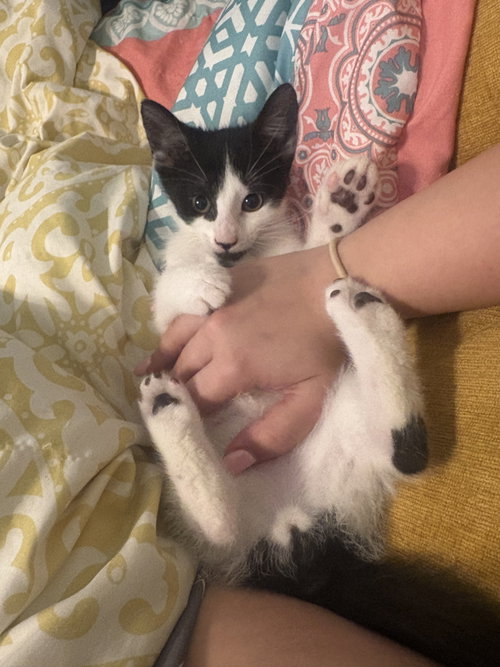 picture of the cat needing adoption