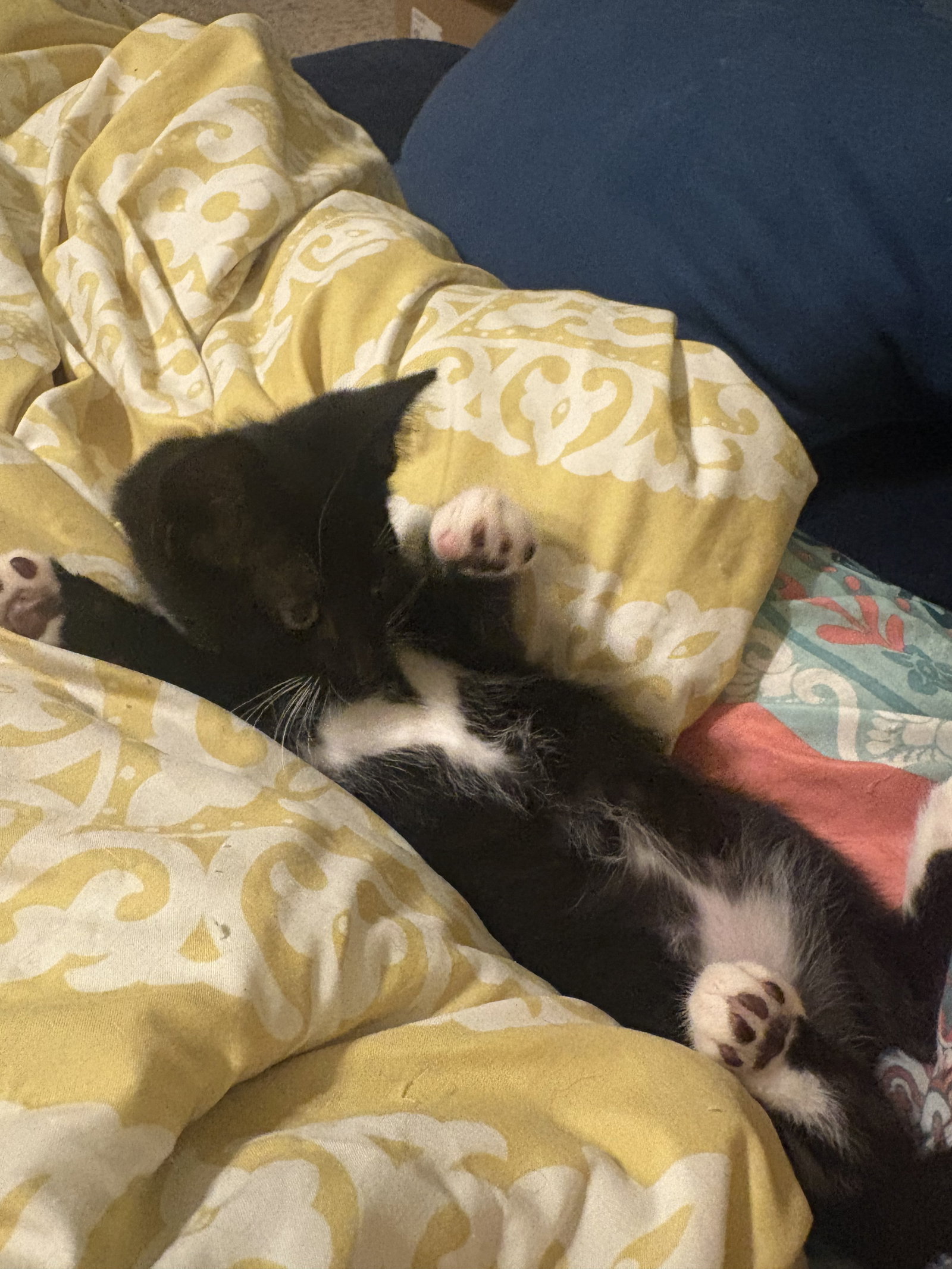 Benz, cat