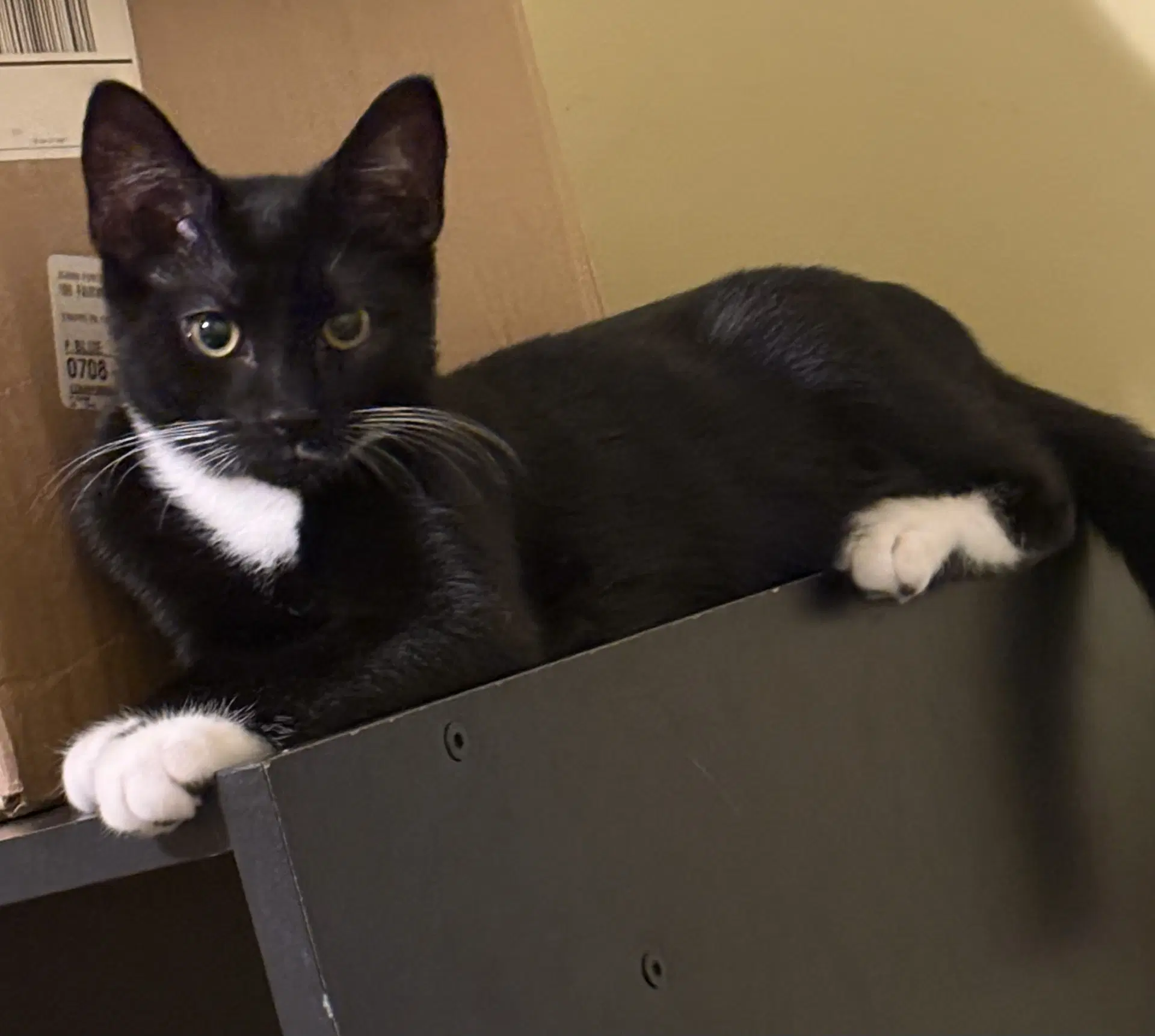 Benz - Domestic Short Hair