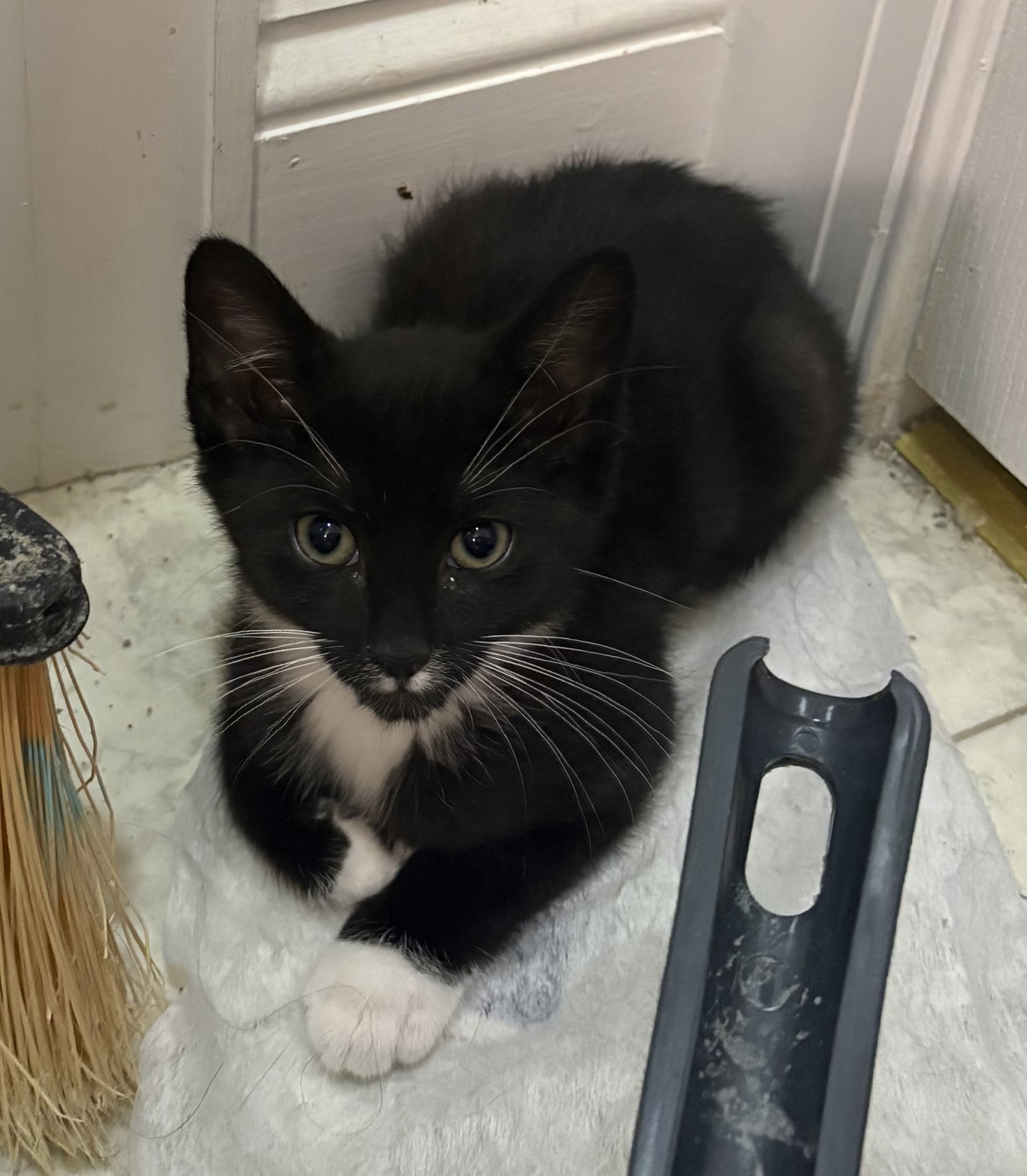 Kia, cat