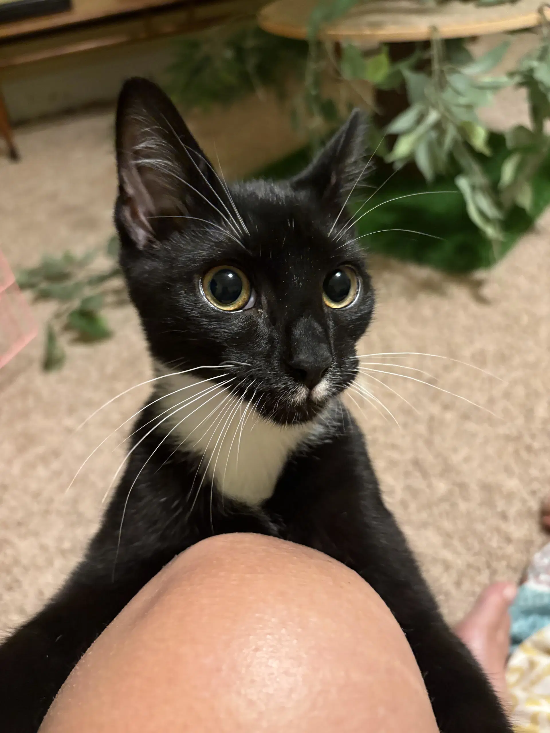 Kia - Domestic Short Hair