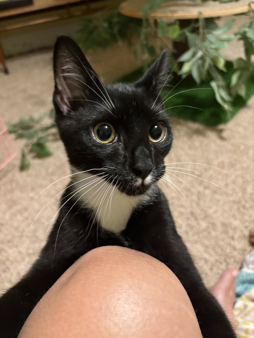 Kia, a cat for adoption from Pet Adoption and Lifecare Society