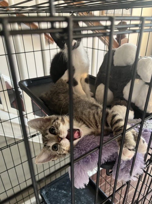 Chevy