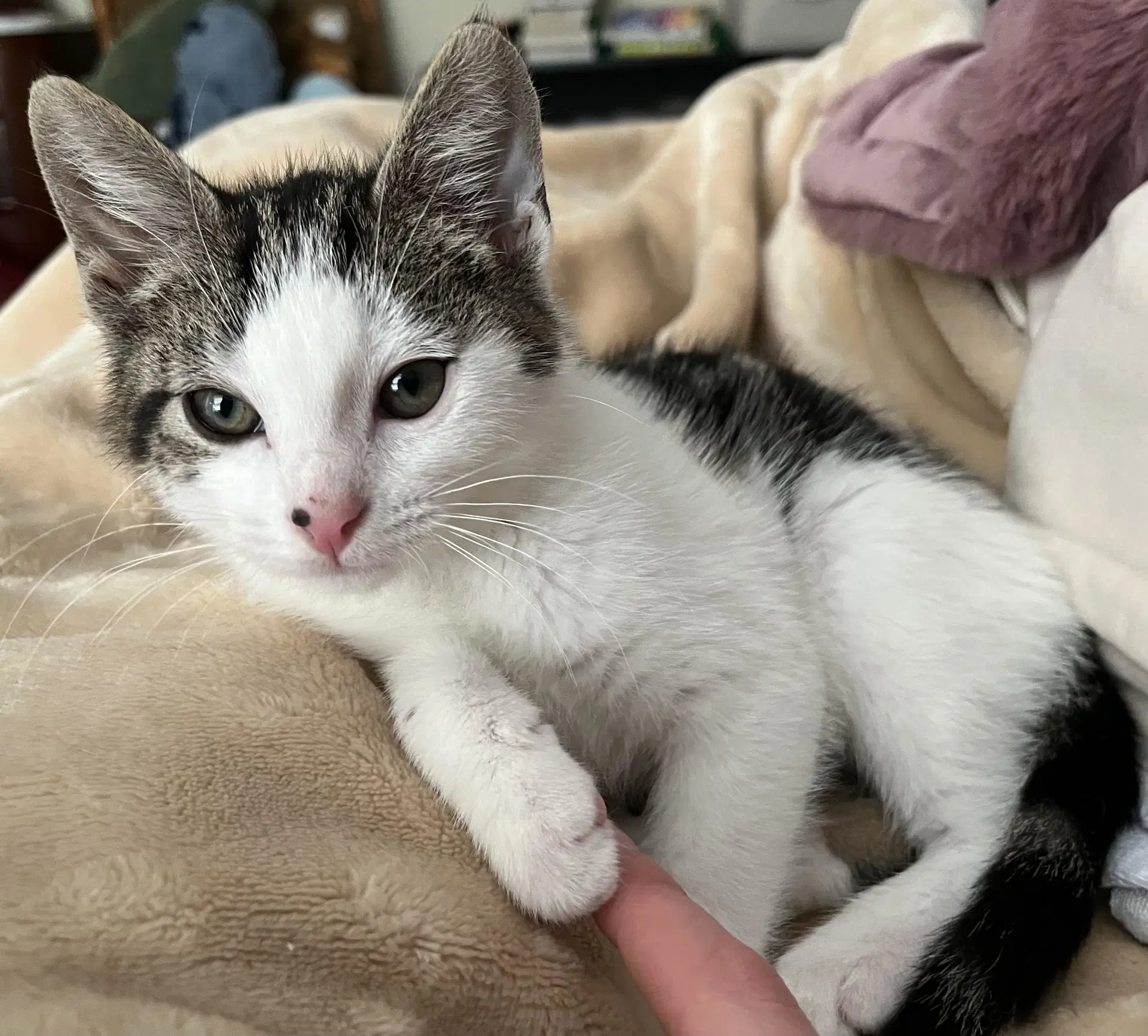 Fireman - Domestic Short Hair