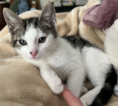 picture of the cat needing adoption