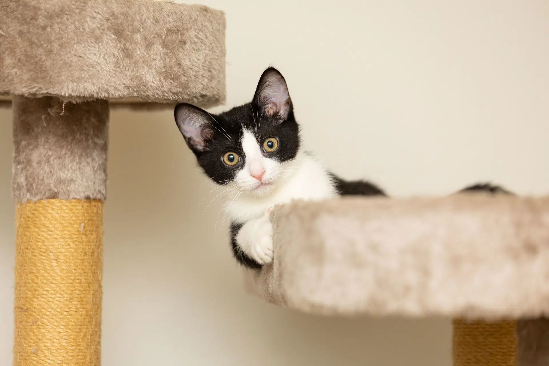 Oreo - Domestic Short Hair