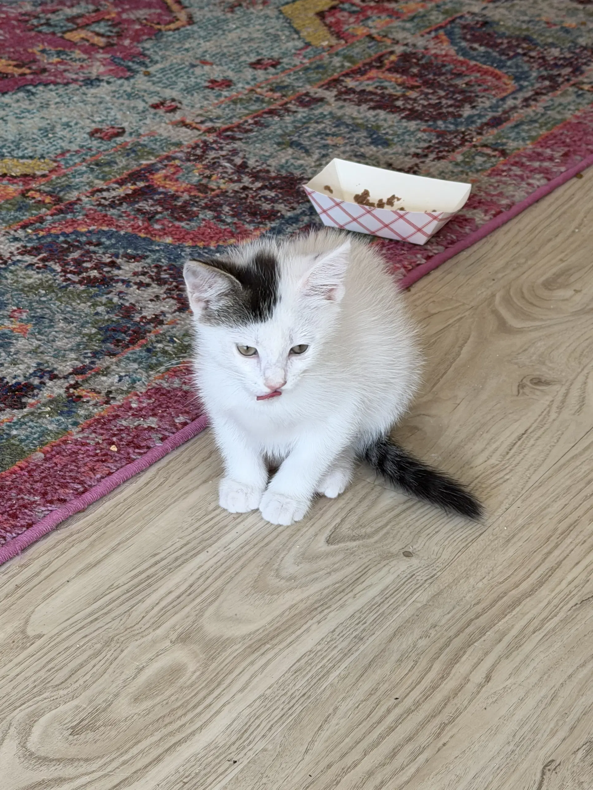 Allegro - Domestic Short Hair