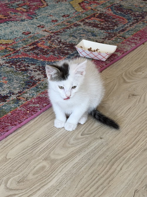 Allegro, a cat for adoption from Pet Adoption and Lifecare Society