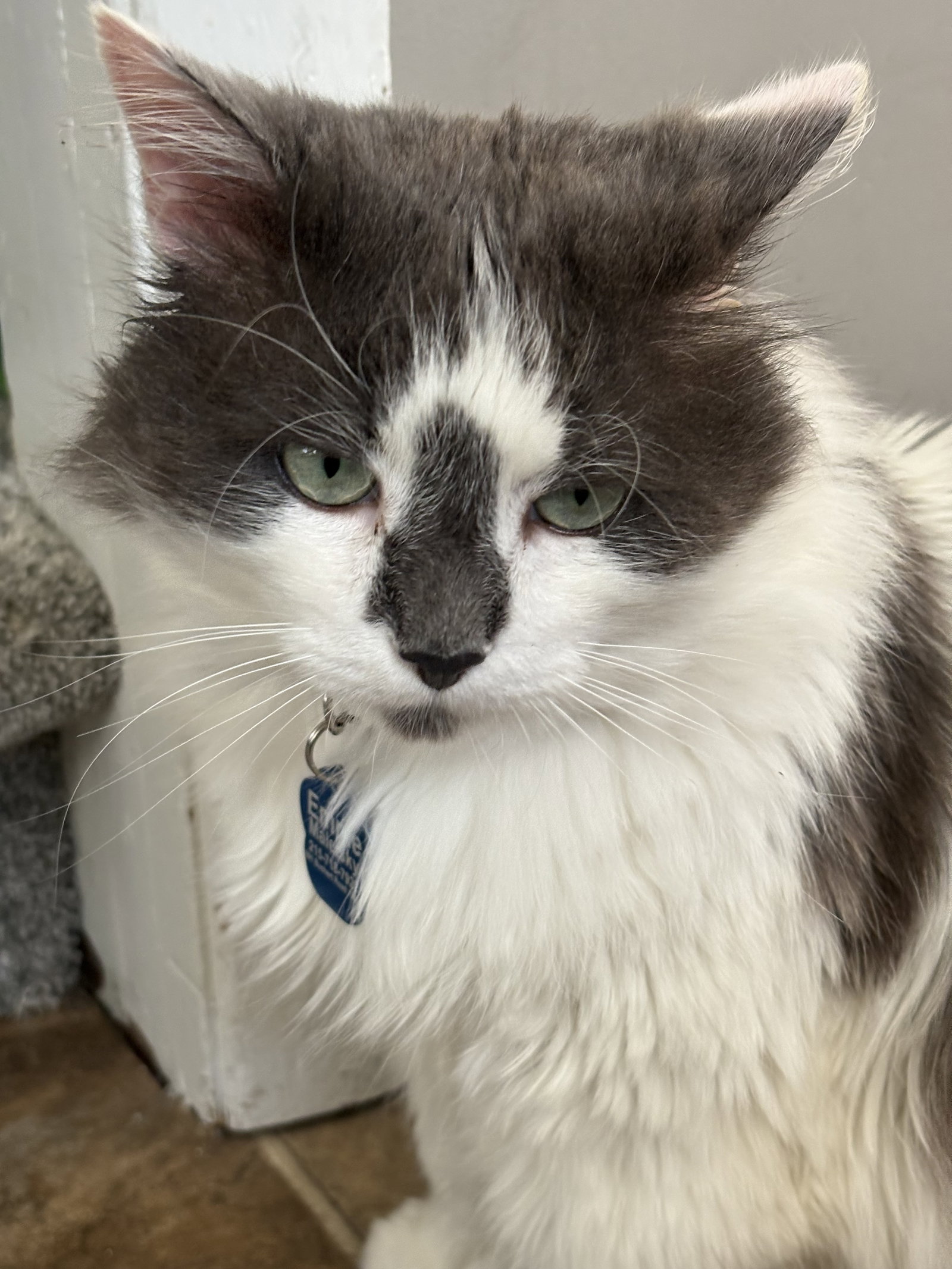 Wednesday, cat