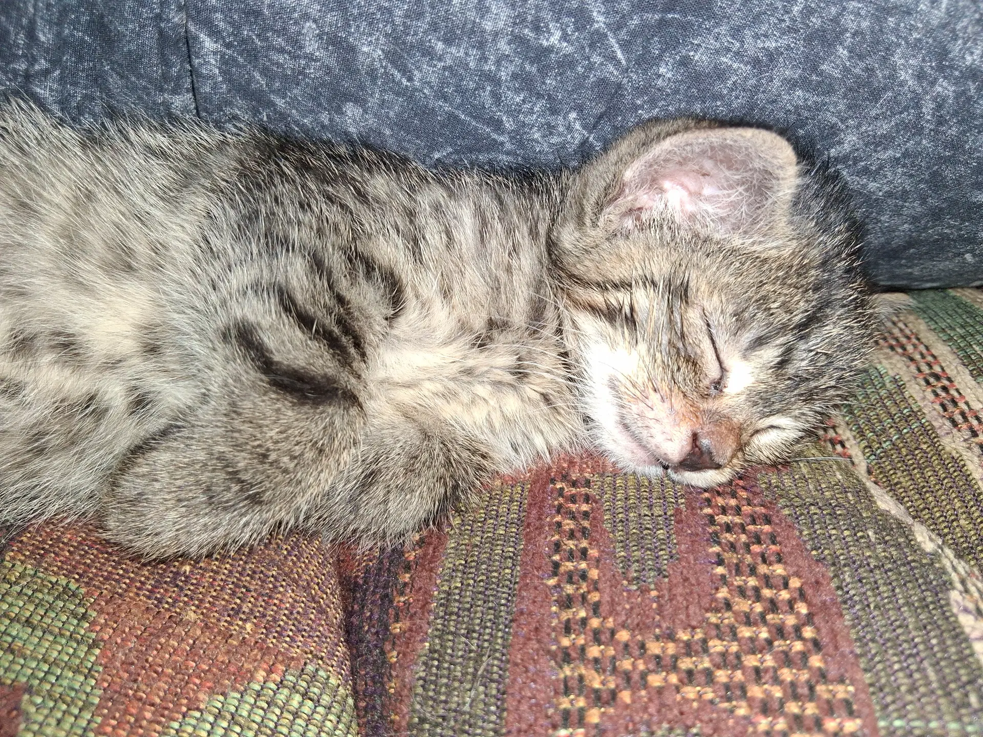 Matzah - Domestic Short Hair
