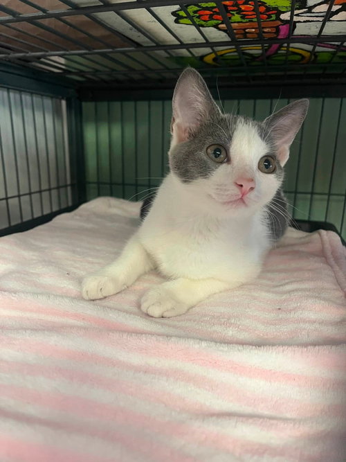 picture of the cat needing adoption