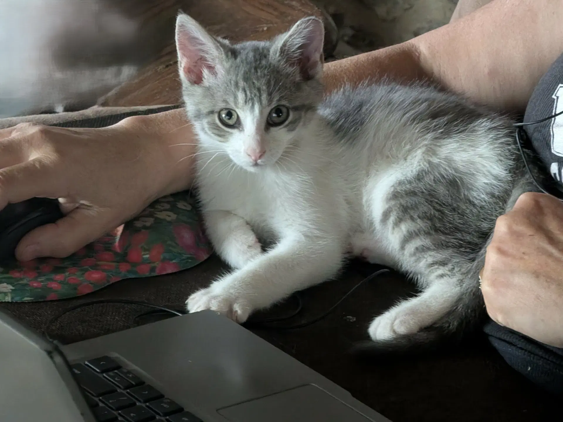 Clyde - Domestic Short Hair