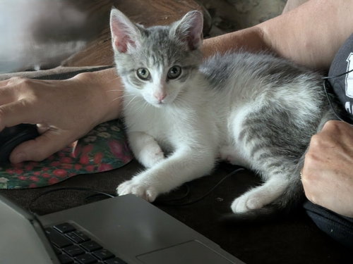 picture of the cat needing adoption