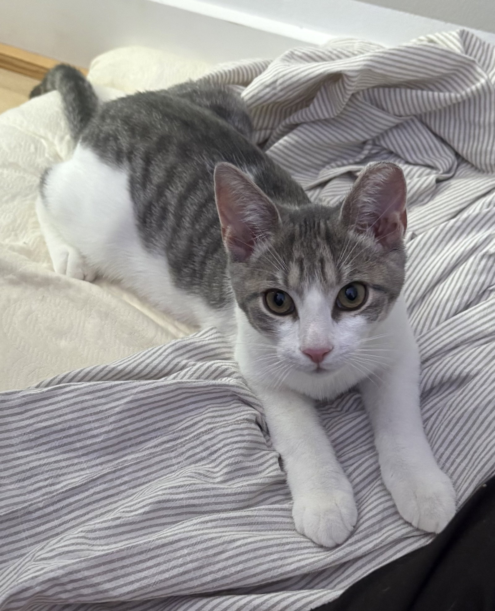 Clyde 26, photo 2