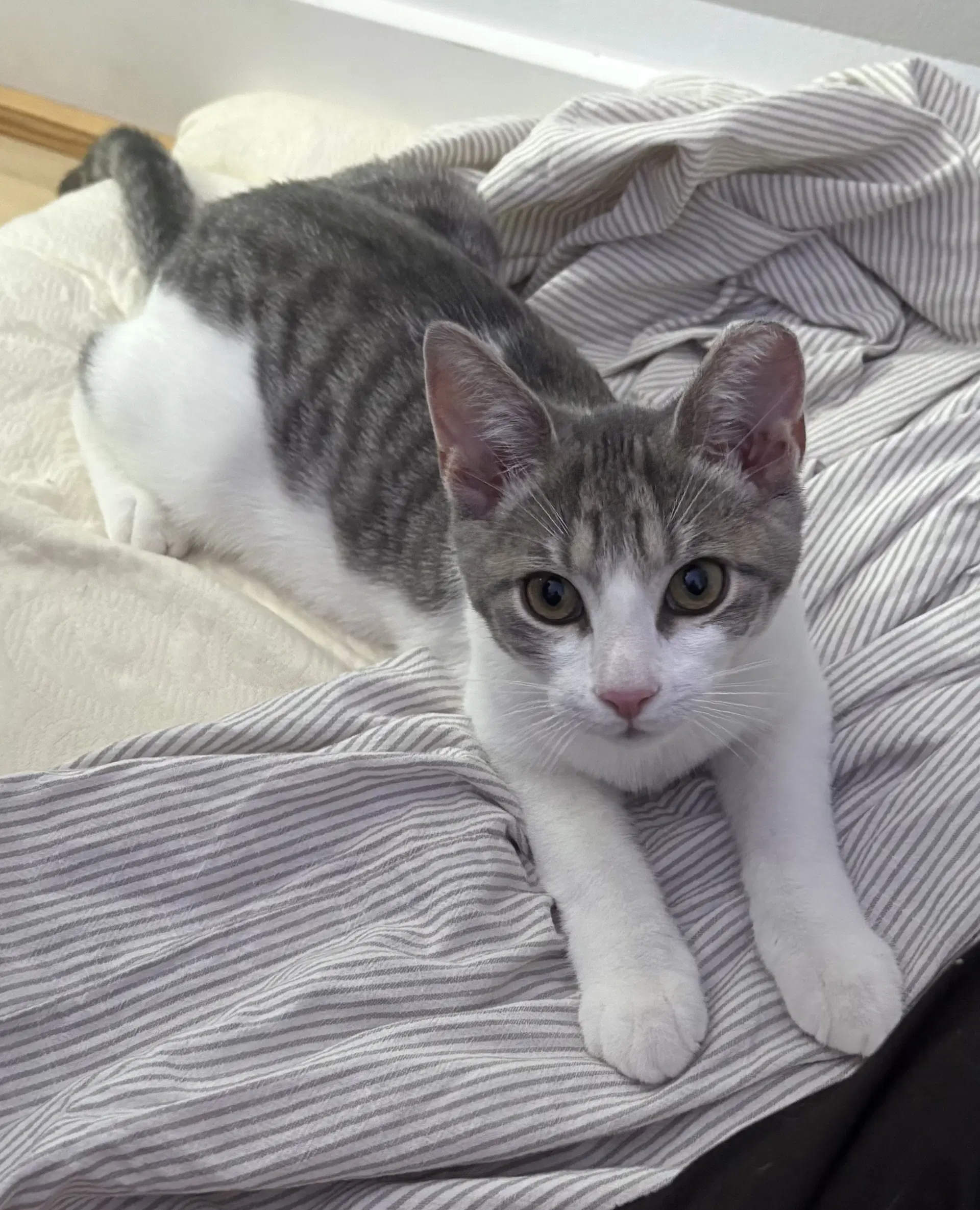 Clyde image 2