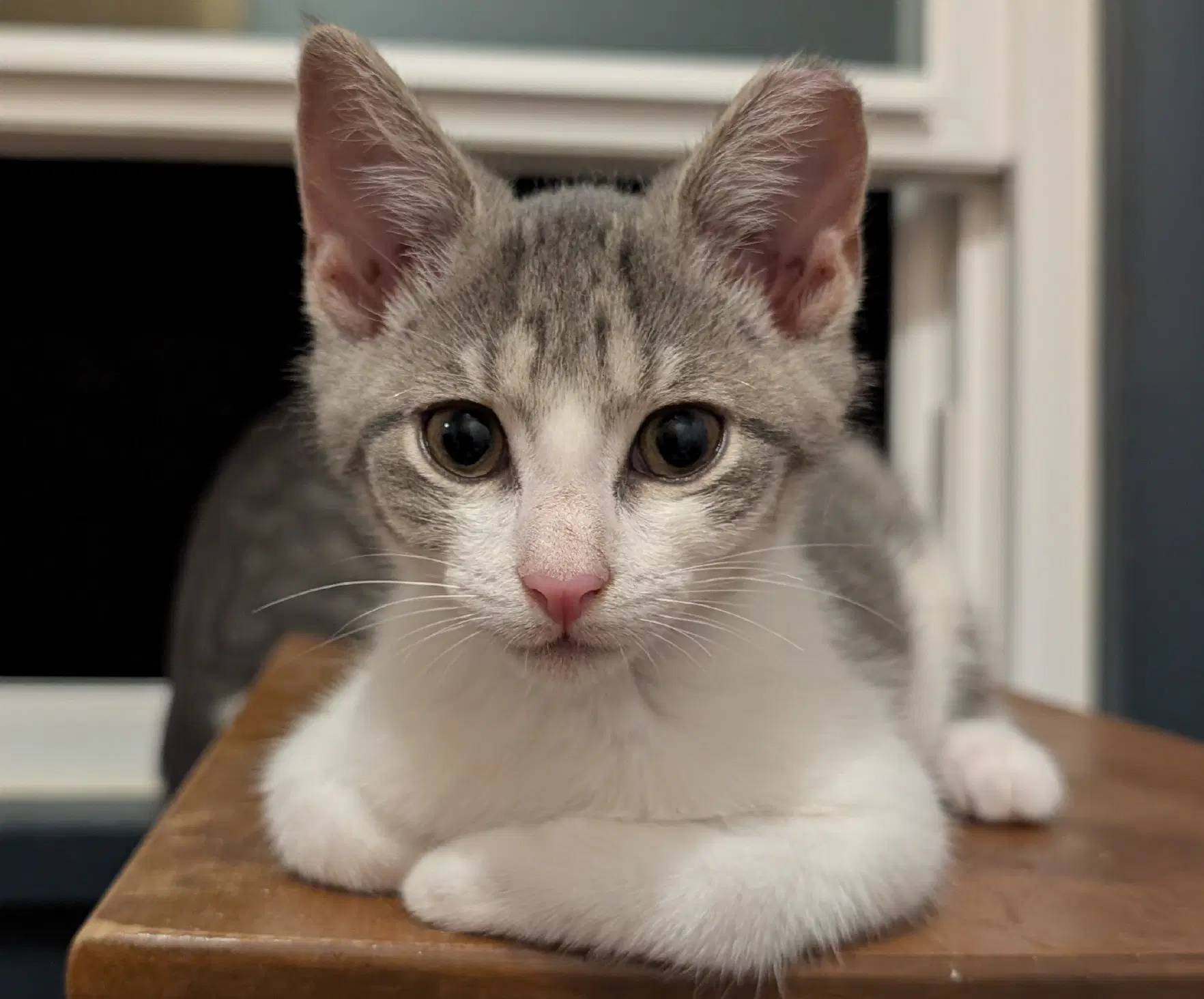 Blinky - Domestic Short Hair