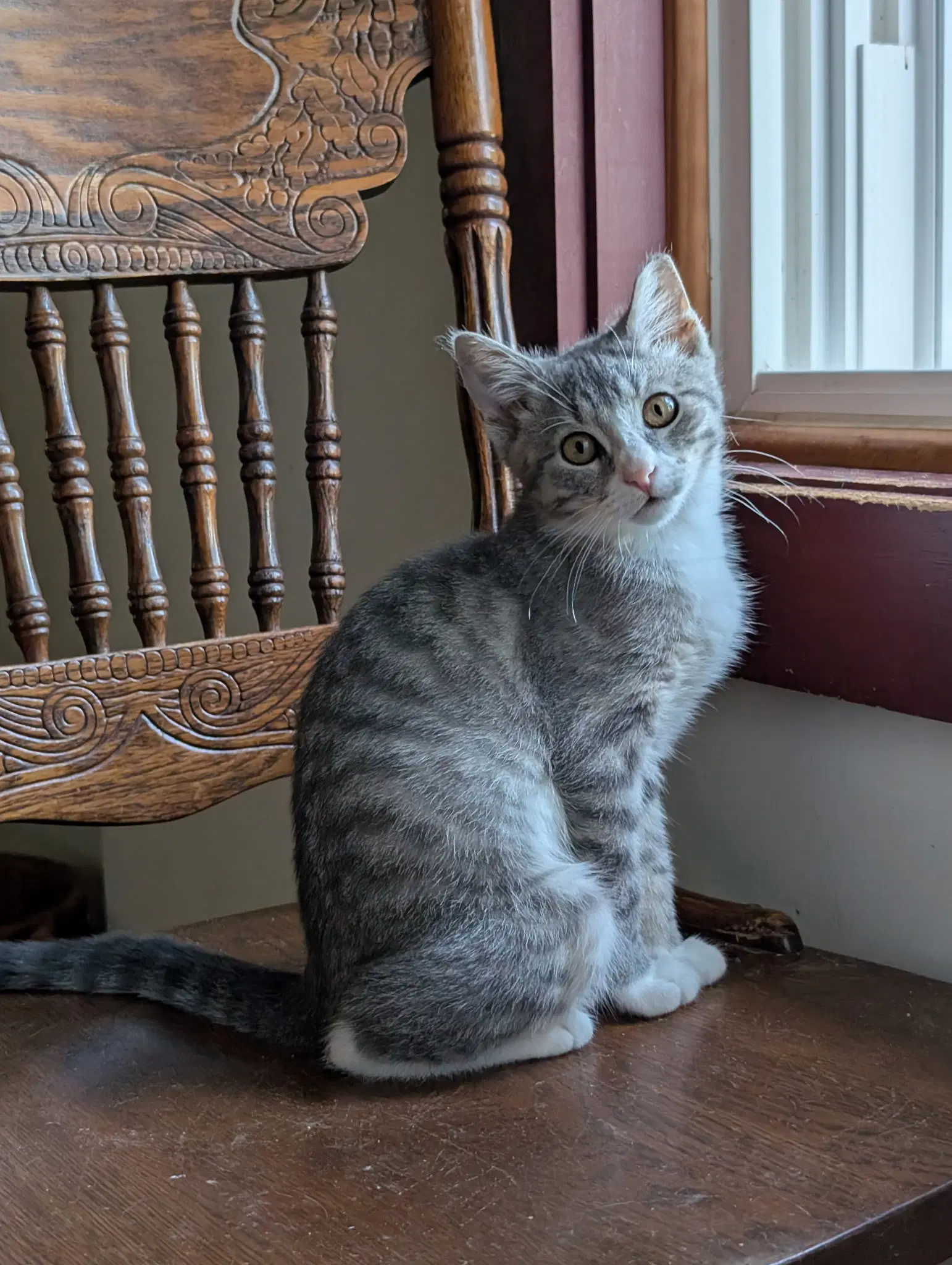 Pinky - Domestic Short Hair