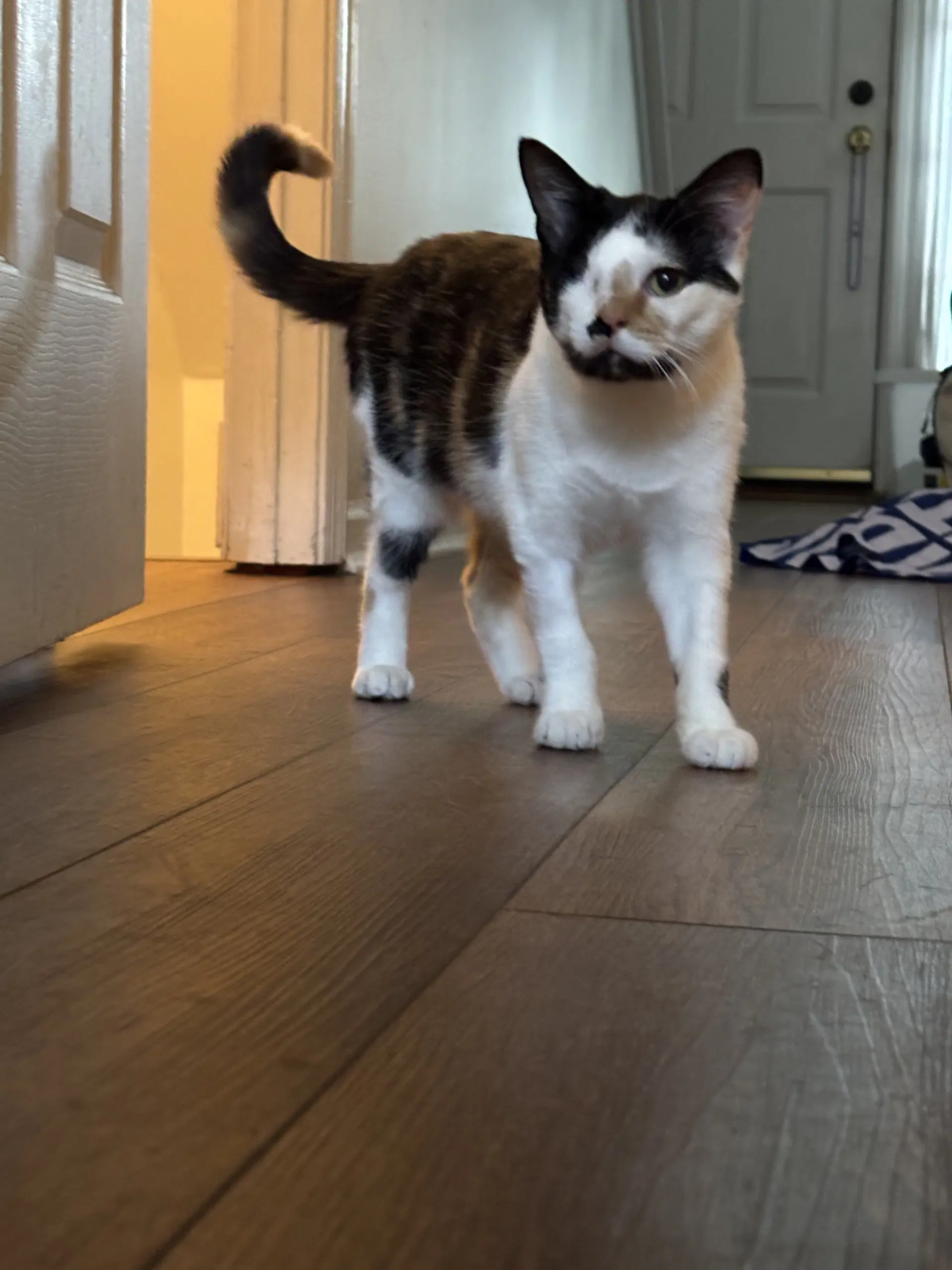 Shelby - Domestic Short Hair