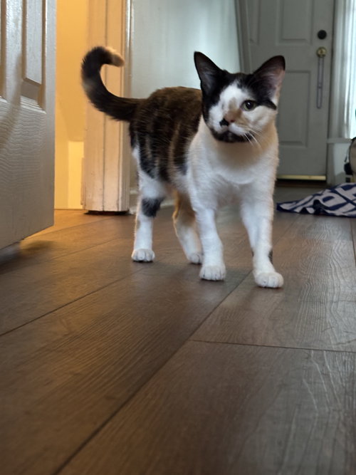 picture of the cat needing adoption