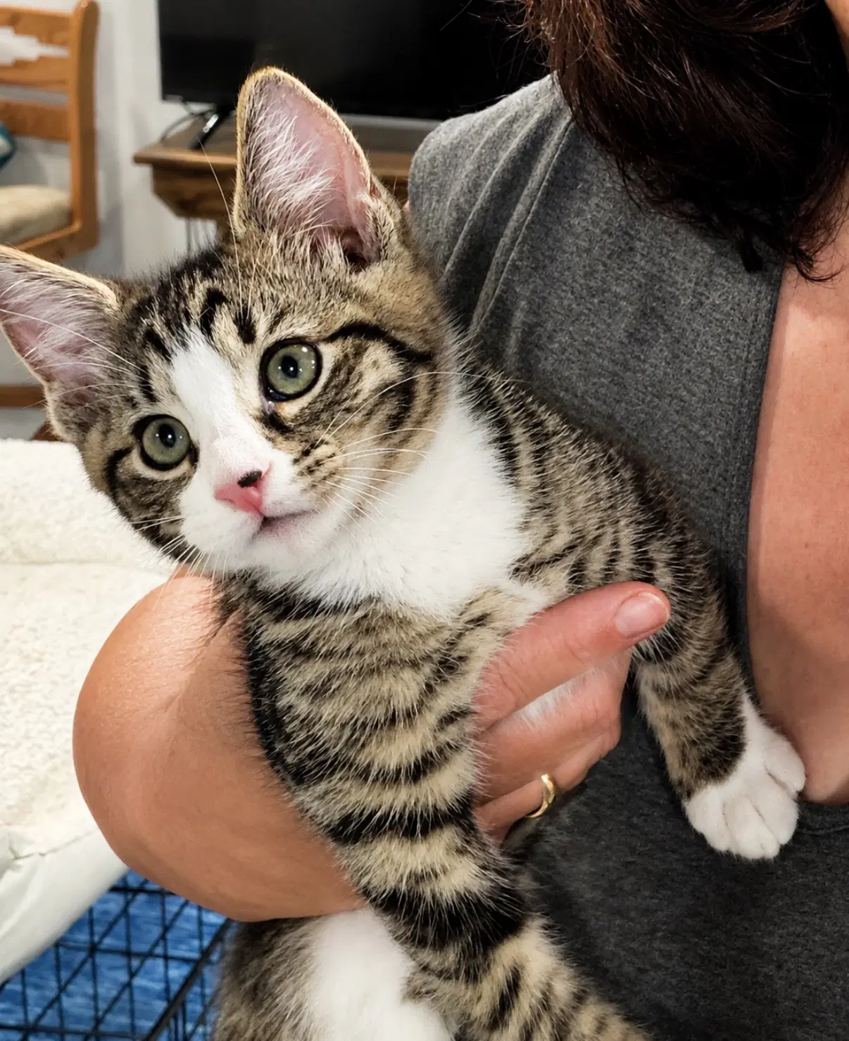 Tooter - Domestic Short Hair