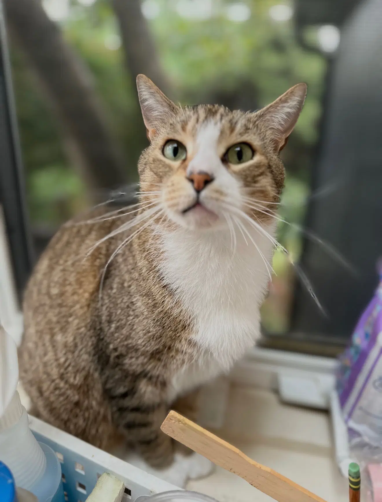 George - Domestic Short Hair