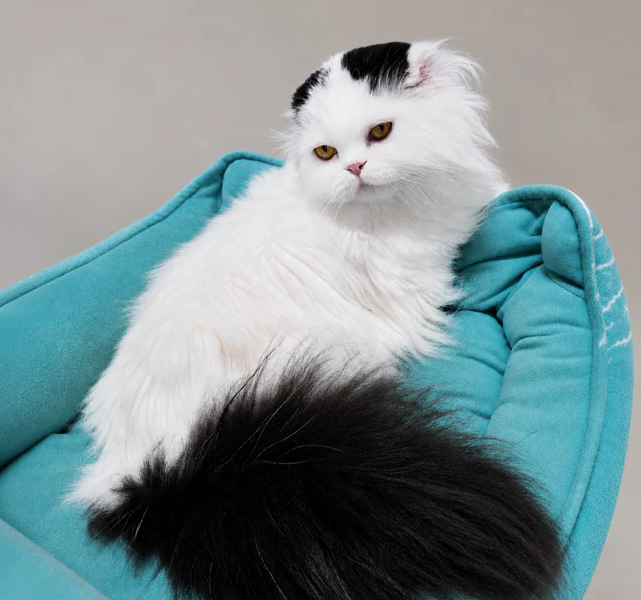 Ricky - Scottish Fold