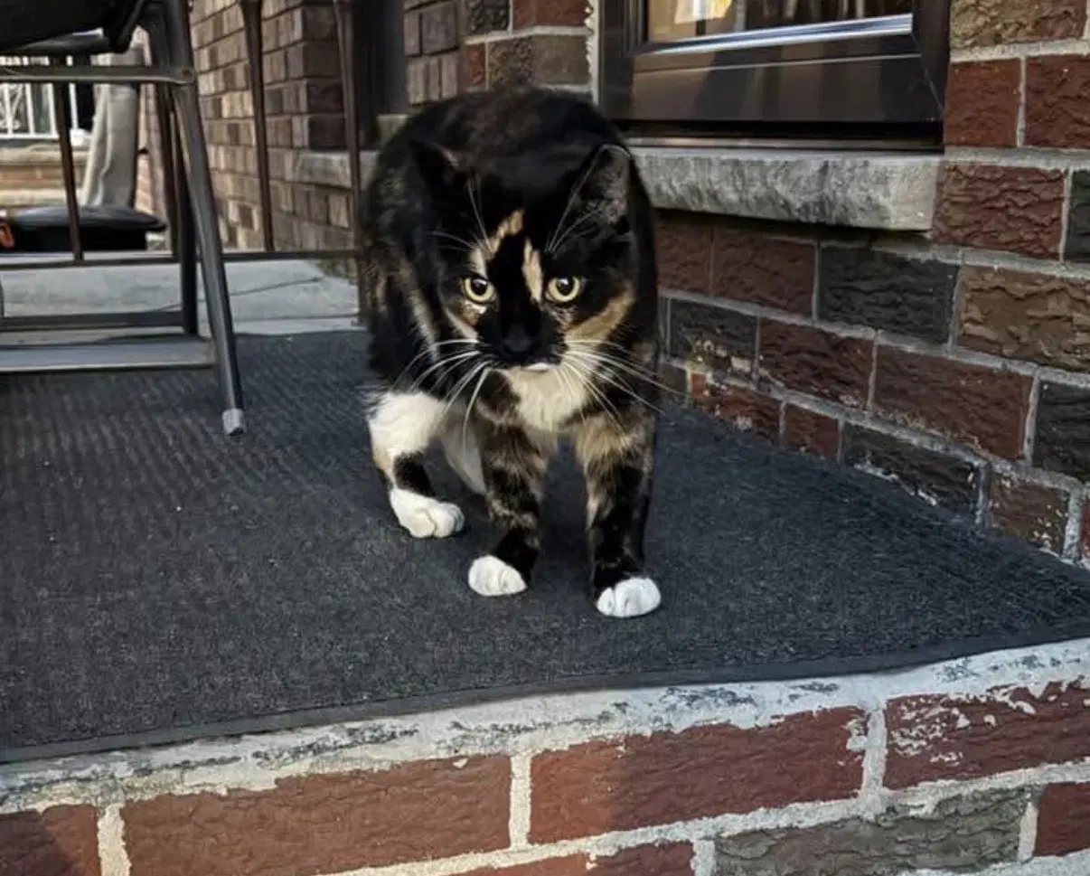Courtesy Post Flo - Domestic Short Hair
