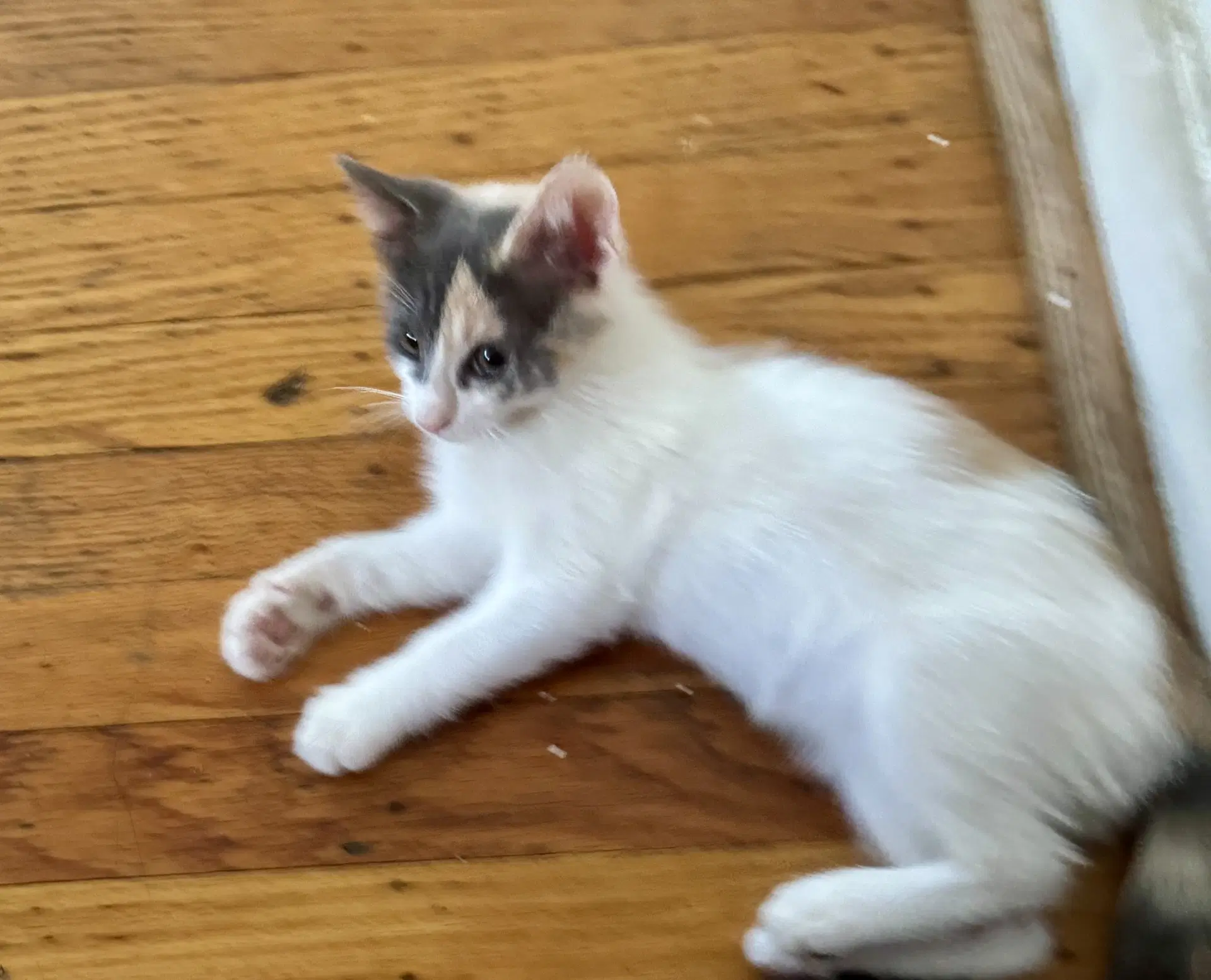 Willow - Domestic Short Hair
