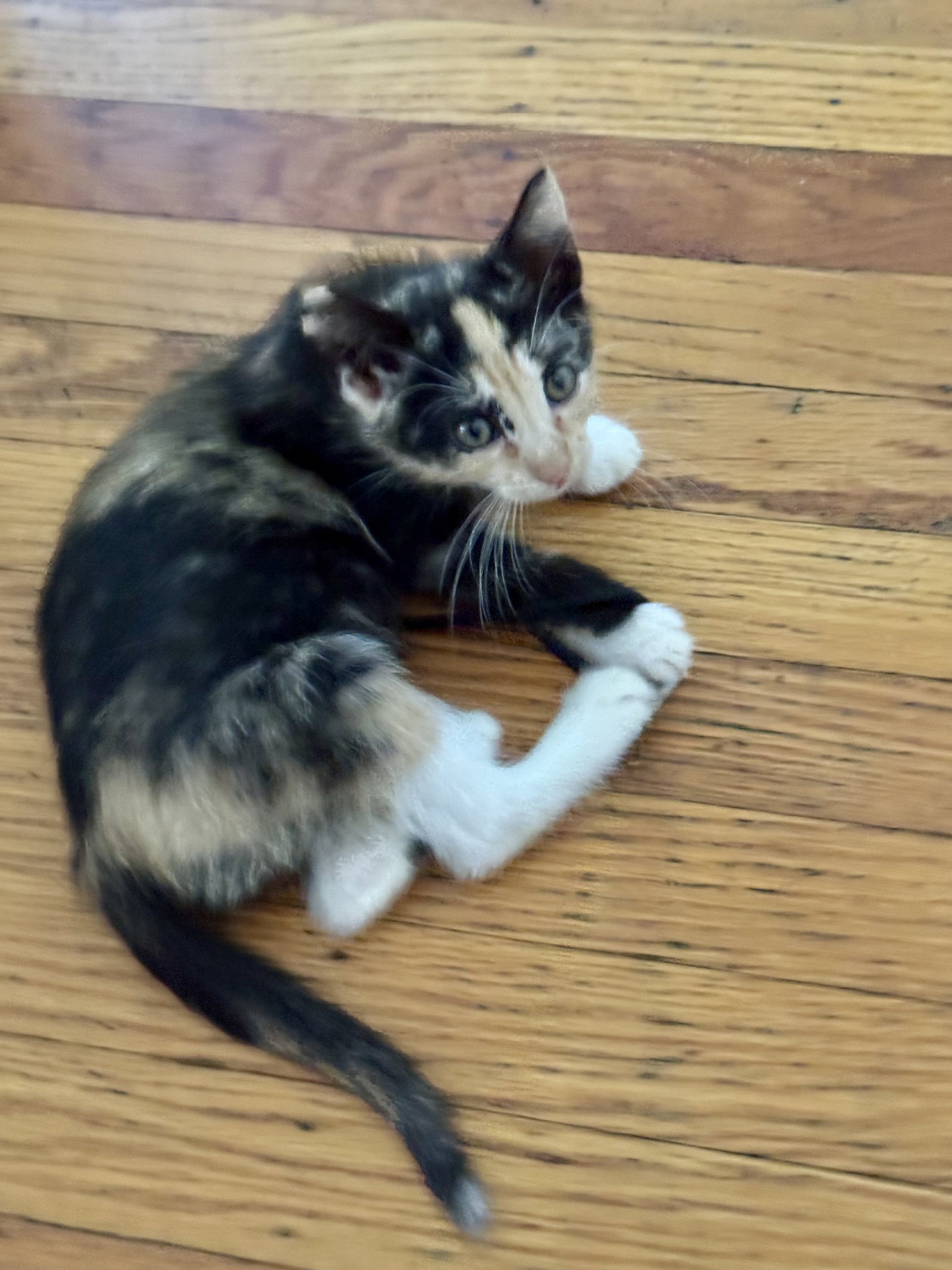 Firefly, cat