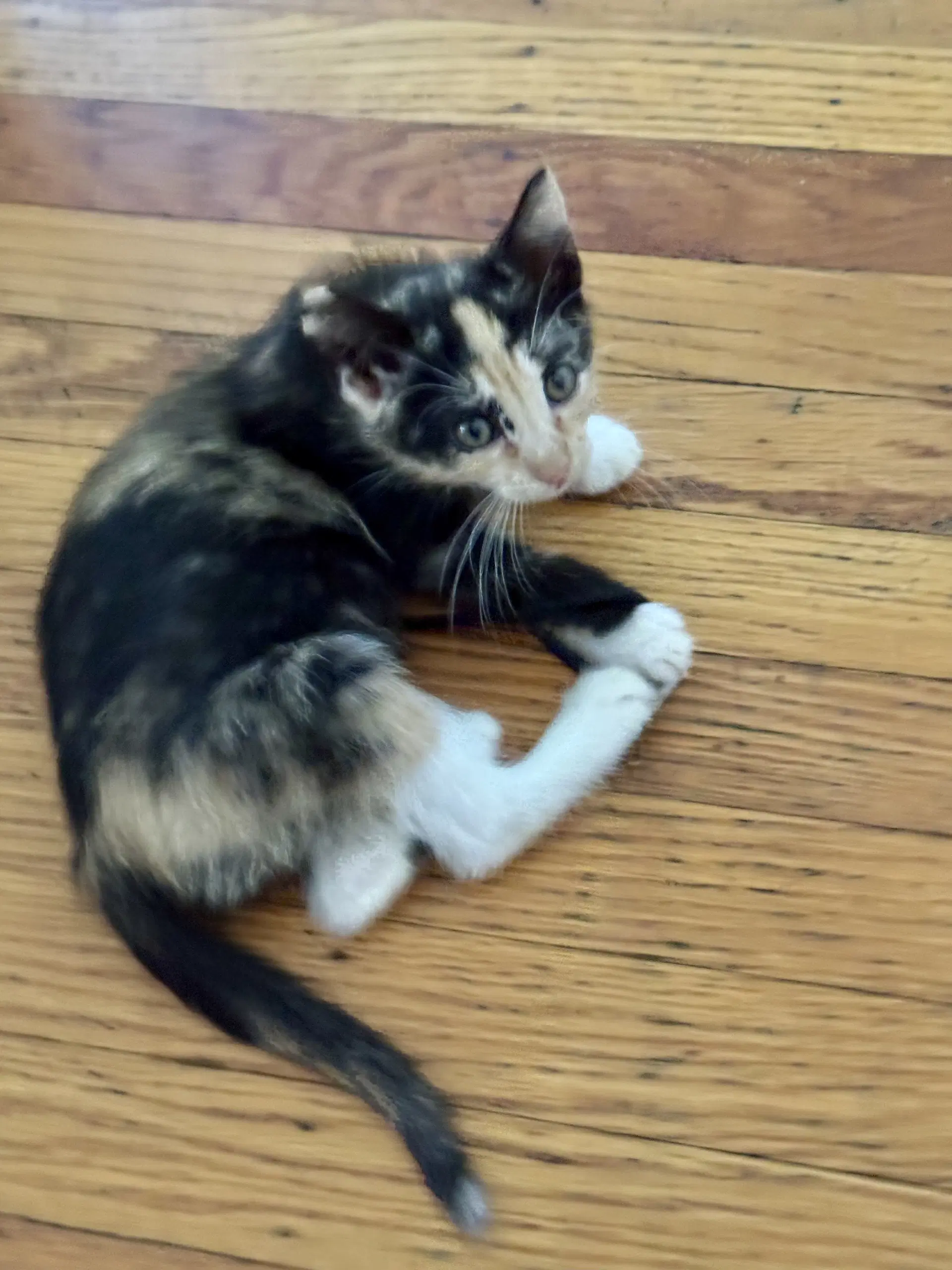 Firefly - Domestic Short Hair