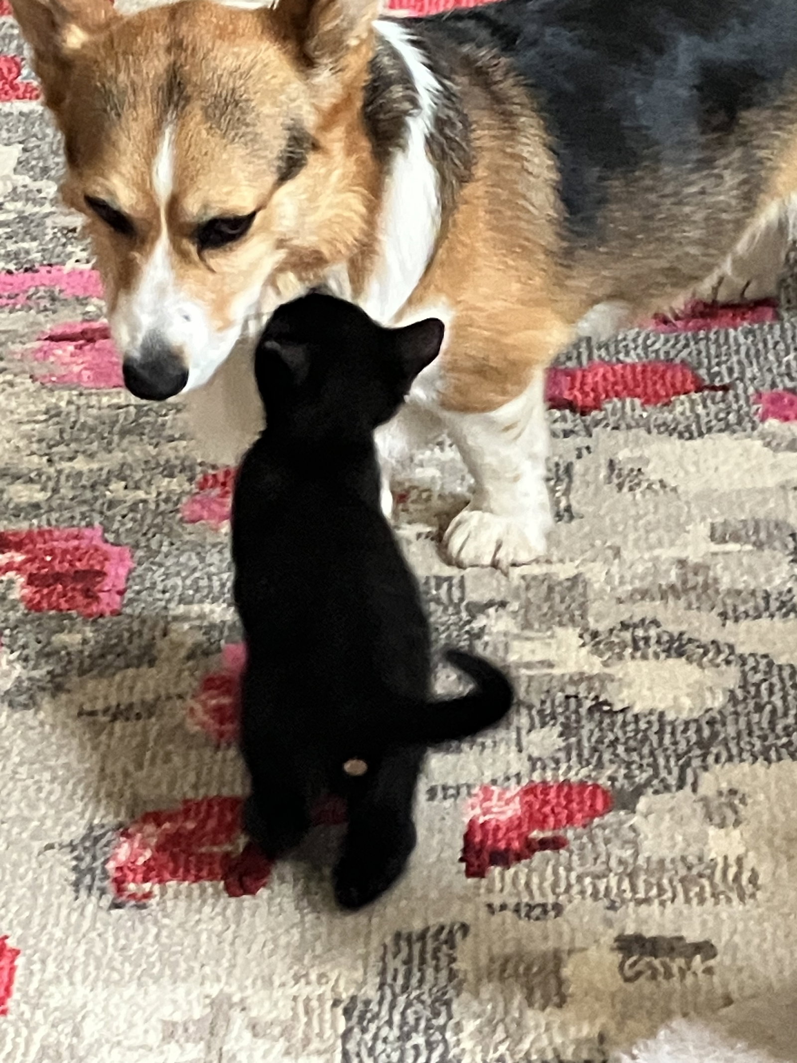 Bombur, cat — photo 1 of 4