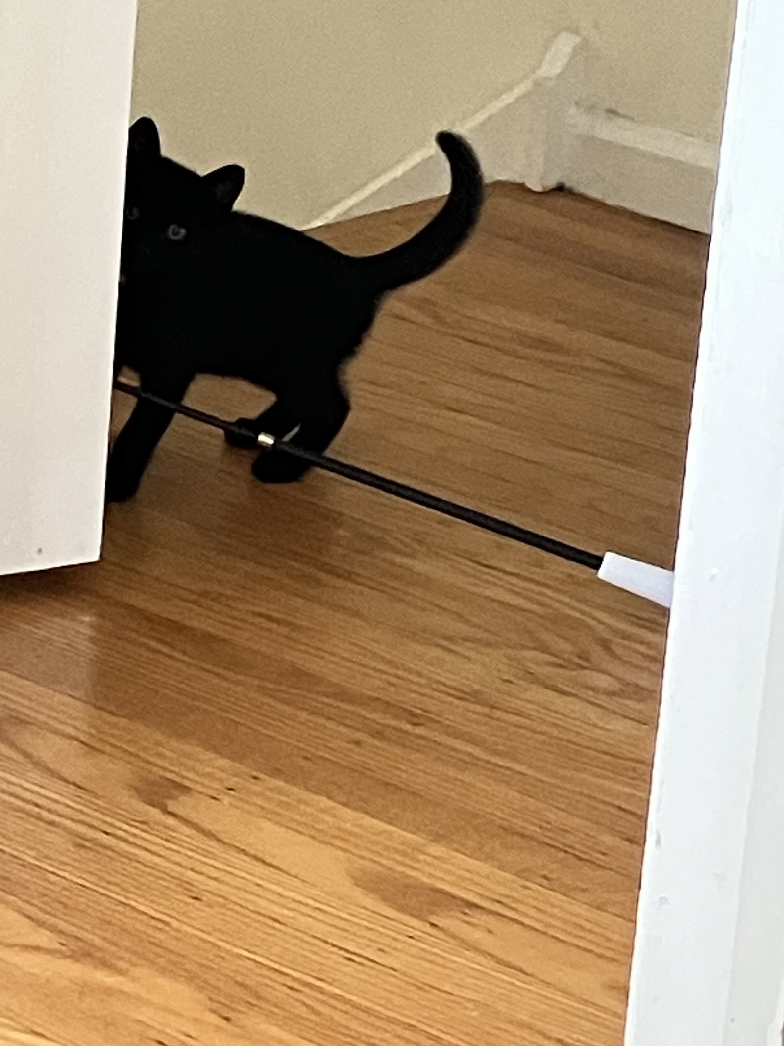 Bofur, cat — photo 1 of 4