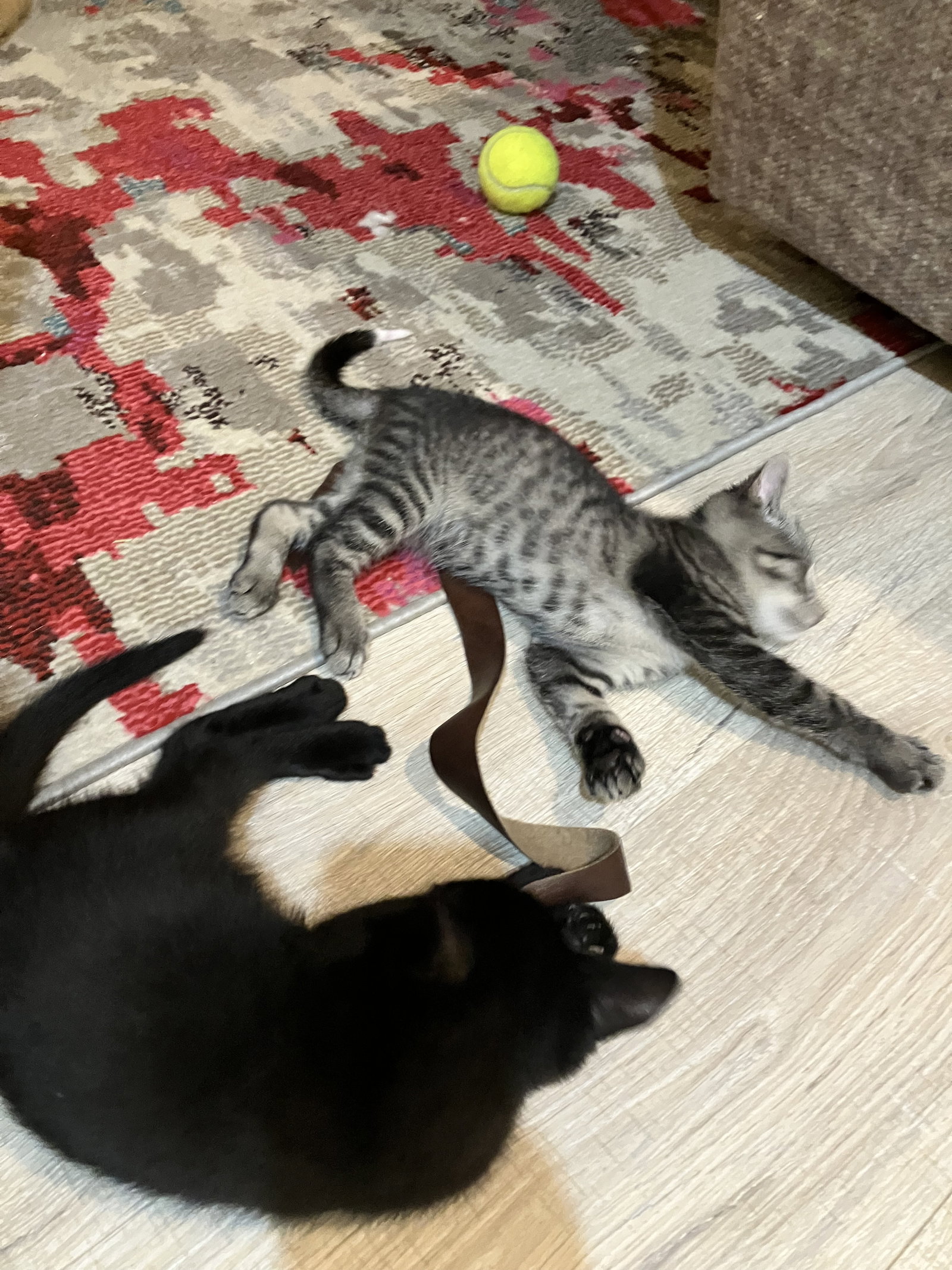 Arwen, cat — photo 1 of 4