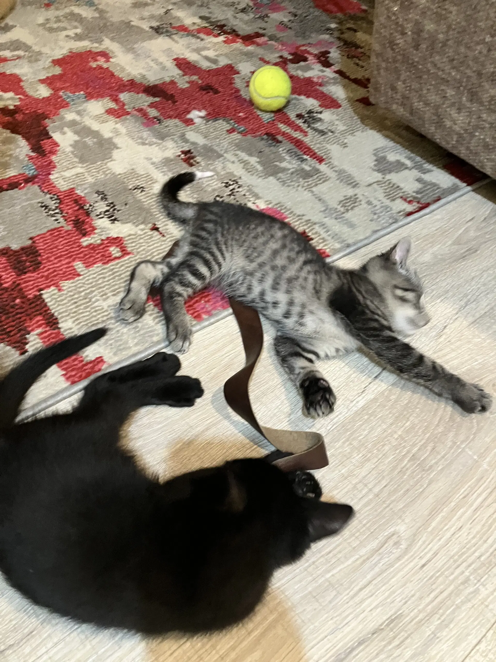 Arwen - Domestic Short Hair
