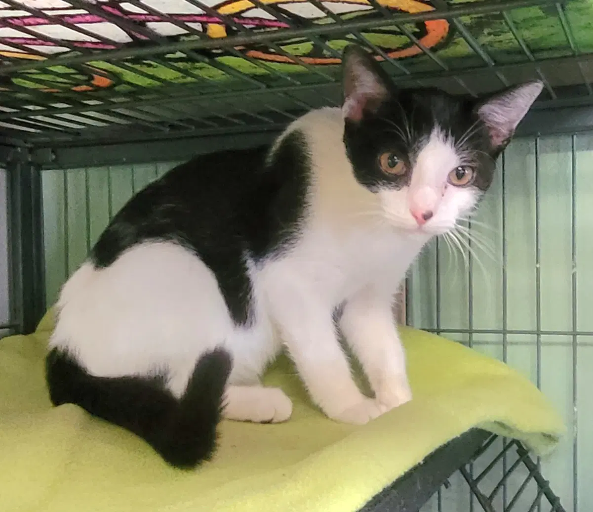 Gwen - Domestic Short Hair