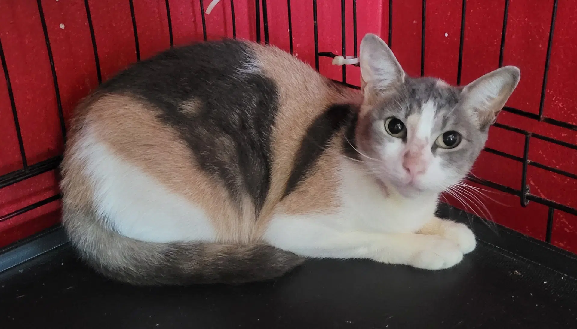 Ollie - Domestic Short Hair