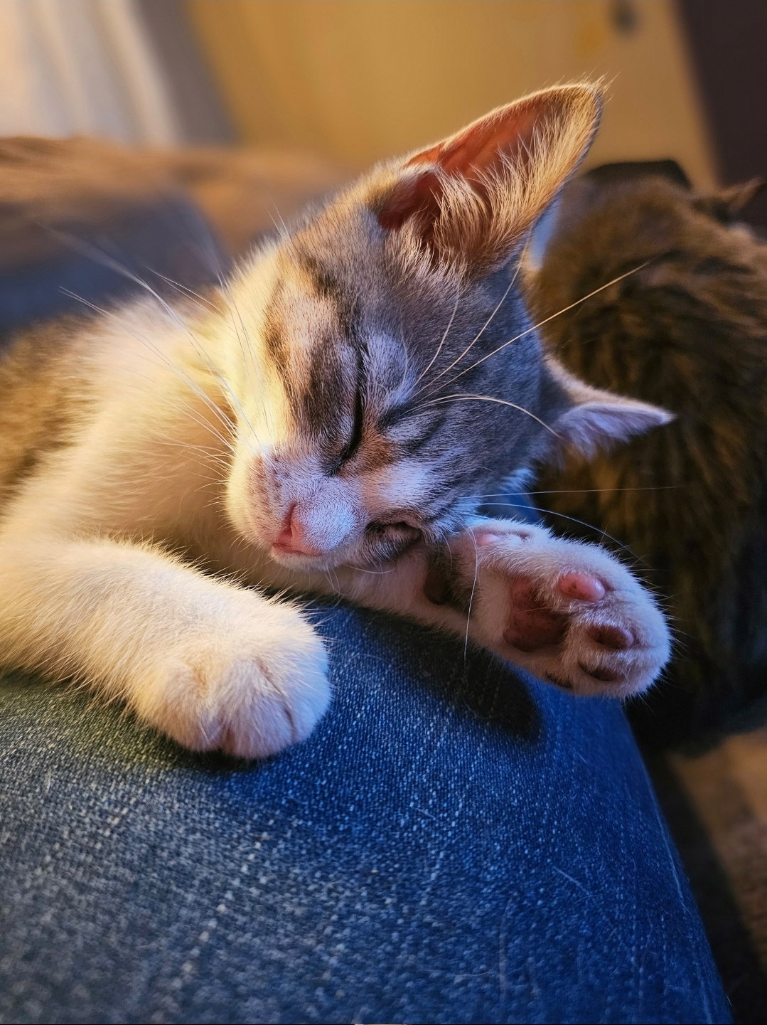 Betsey Ross, cat — photo 1 of 4