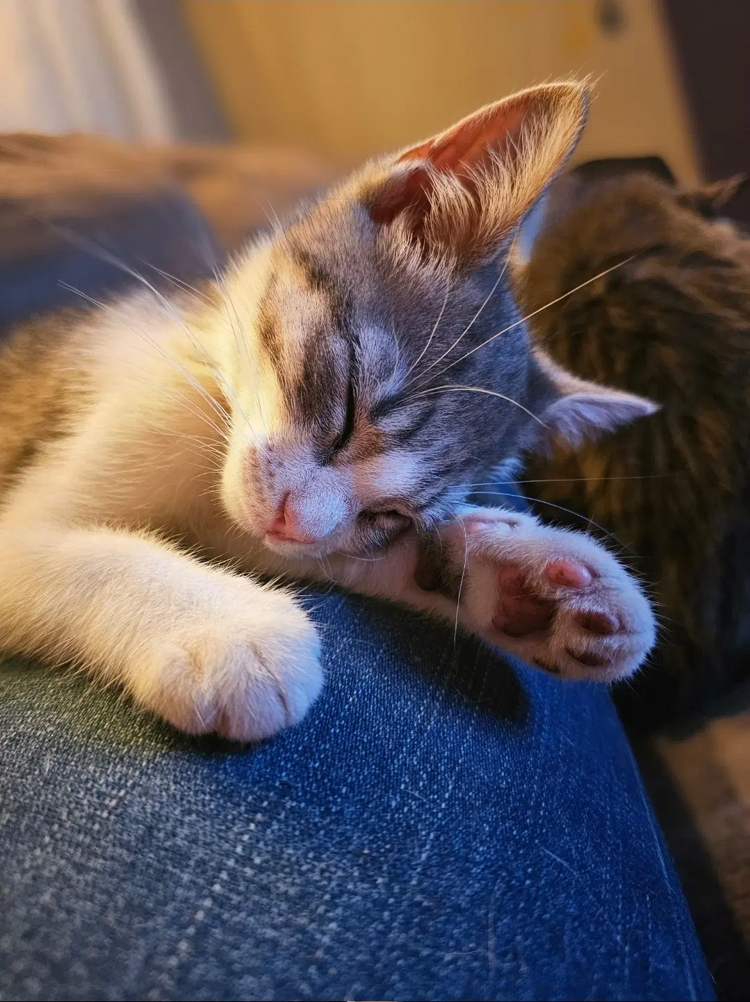 Betsey Ross - Domestic Short Hair