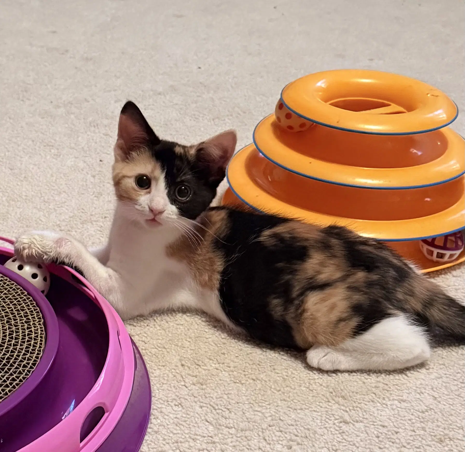 Carmela Fudge - Domestic Short Hair