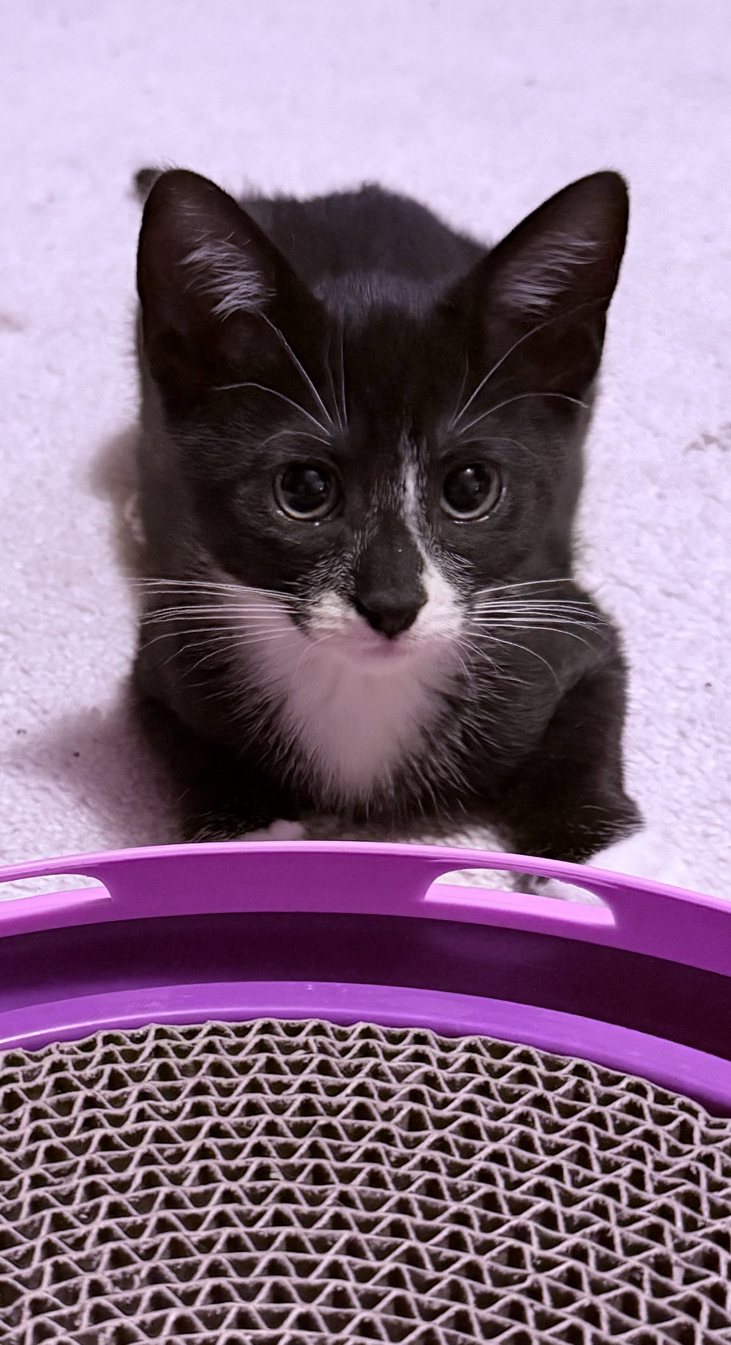 Hershey Kiss, cat — photo 1 of 4
