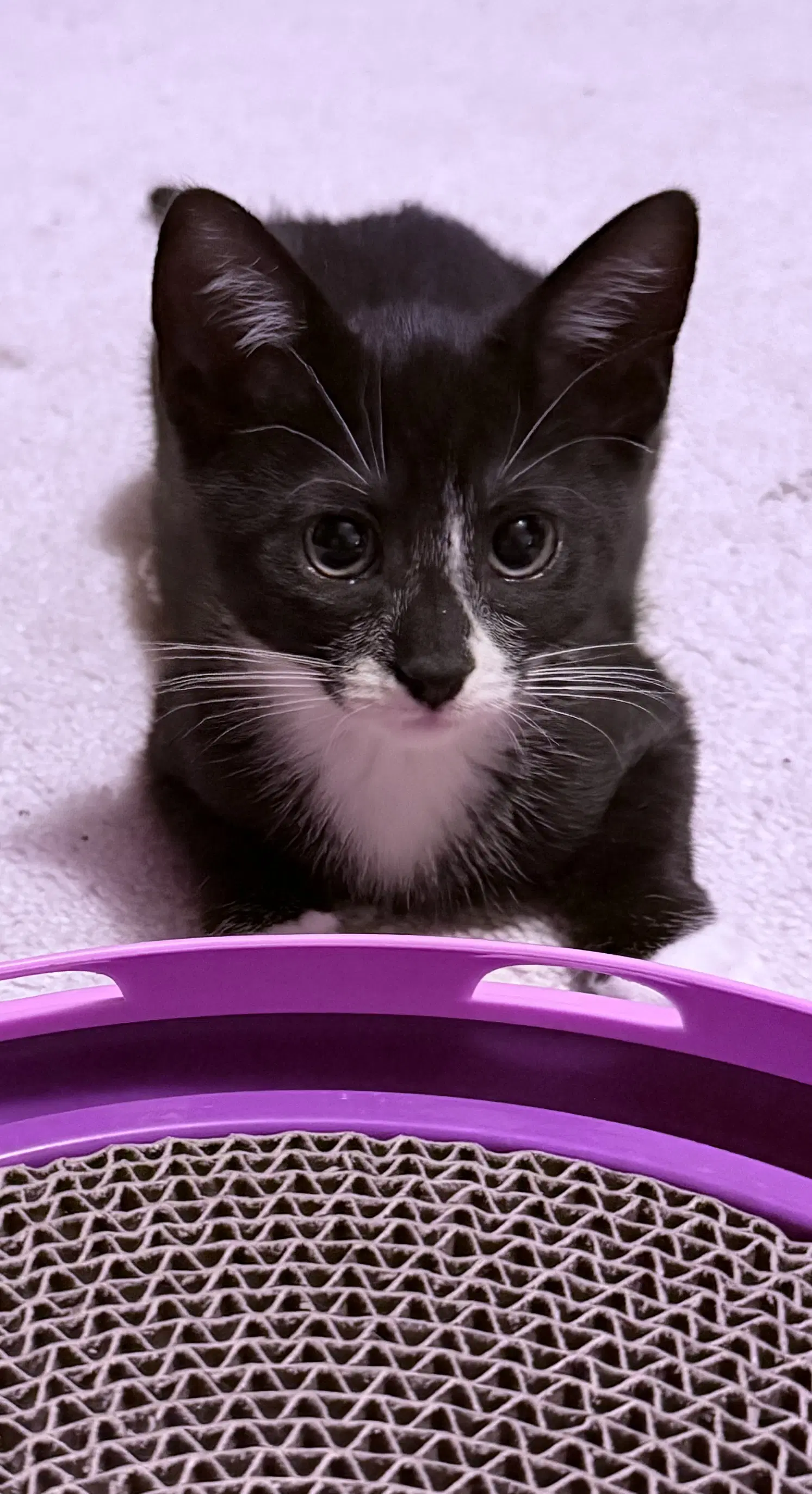 Hershey Kiss - Domestic Short Hair