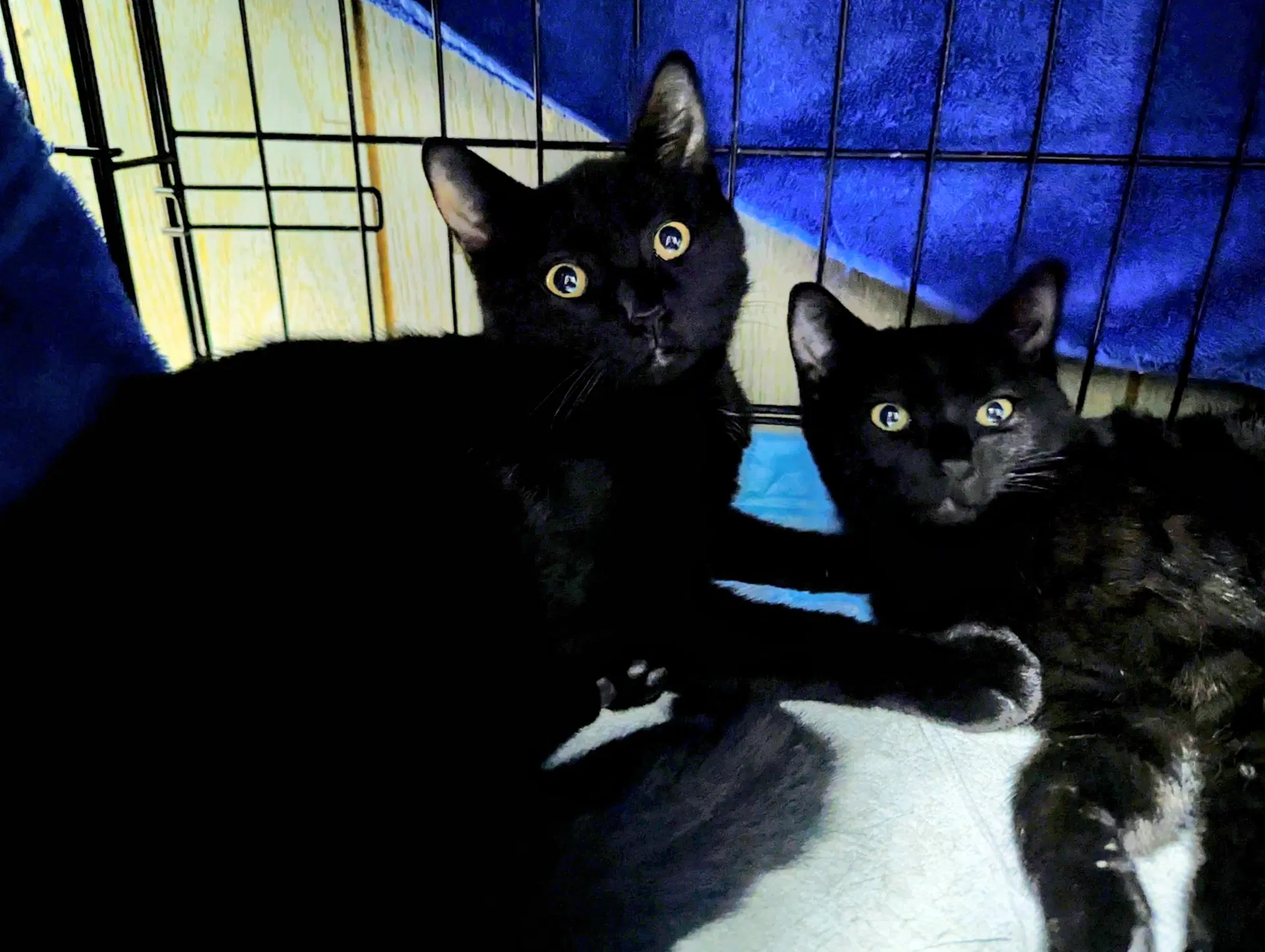 Prancer - Domestic Short Hair