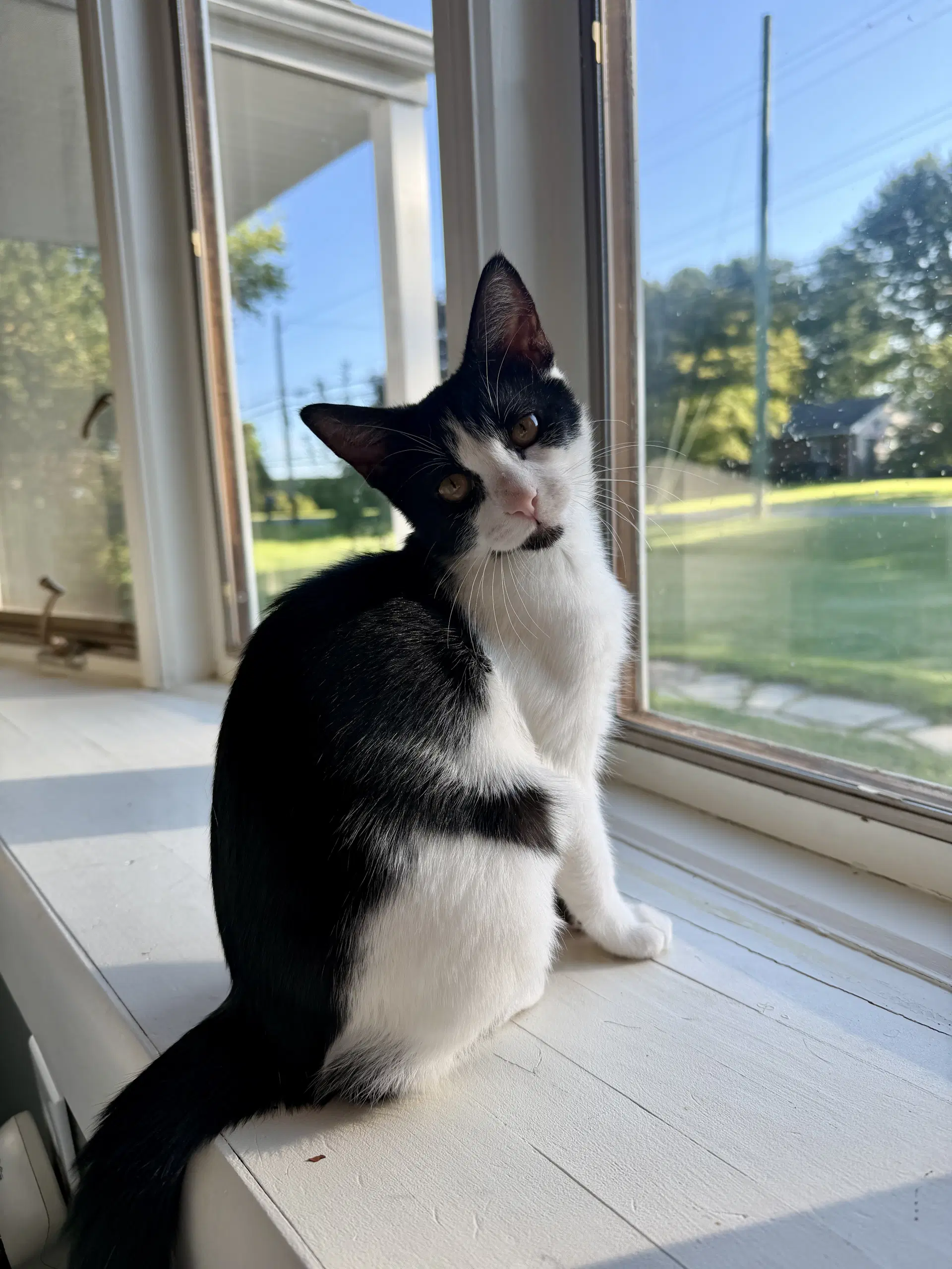 Berthe - Domestic Short Hair