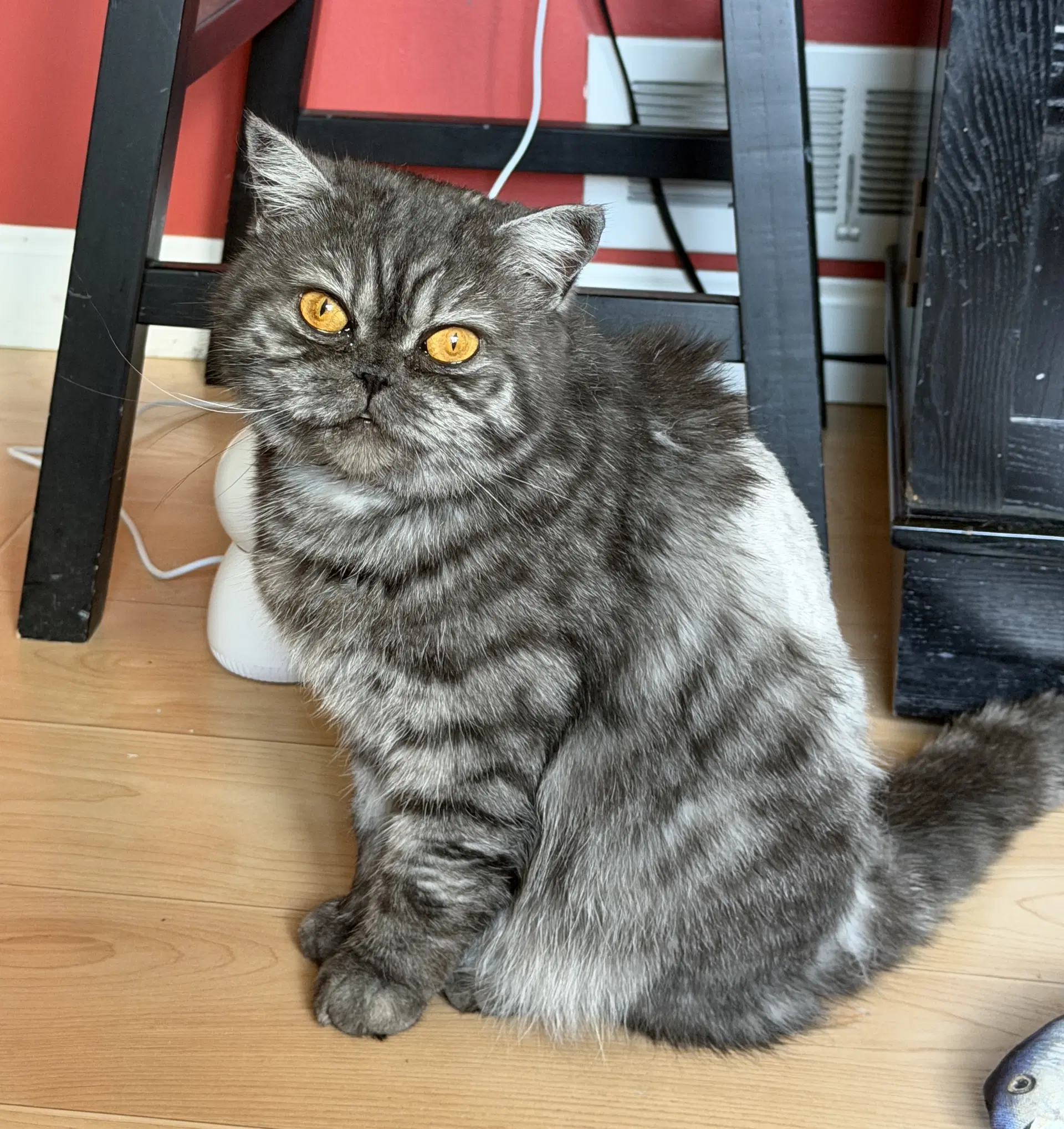 Mimi - Scottish Straight