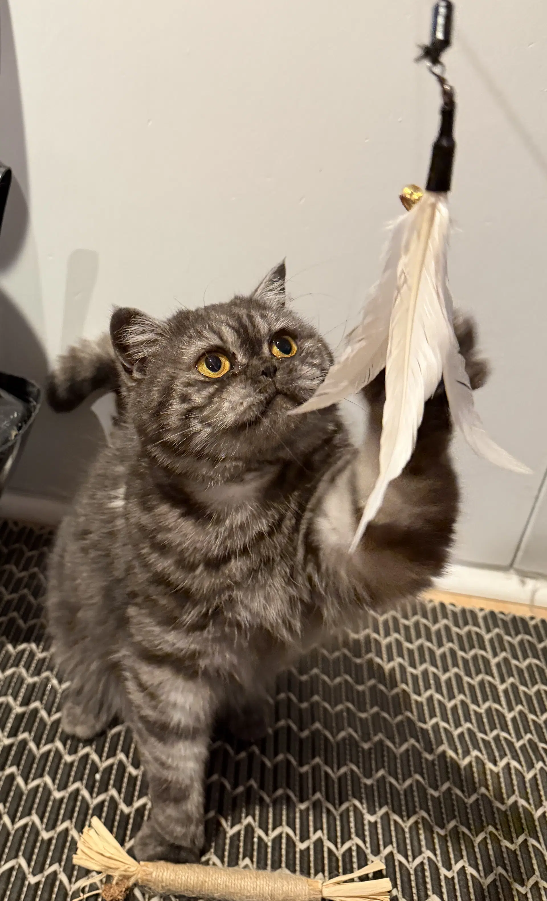 Mimi image 2