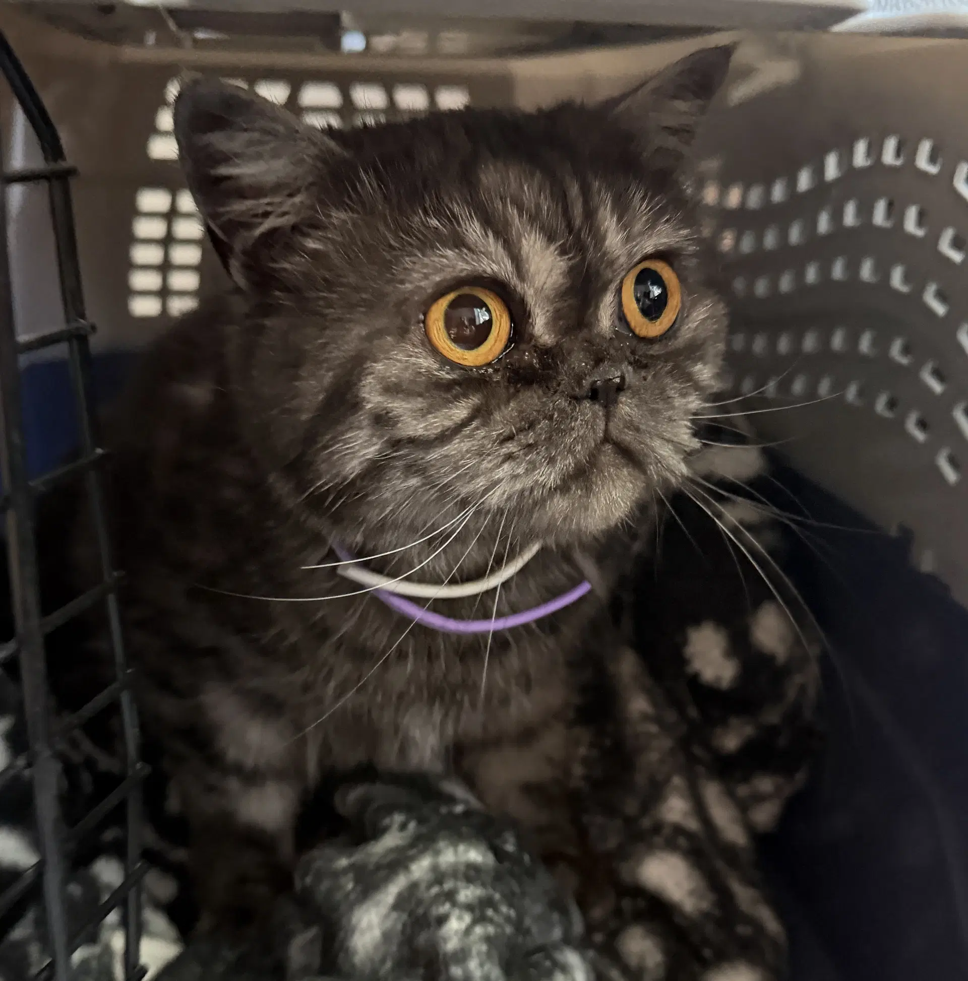 Mimi image 3